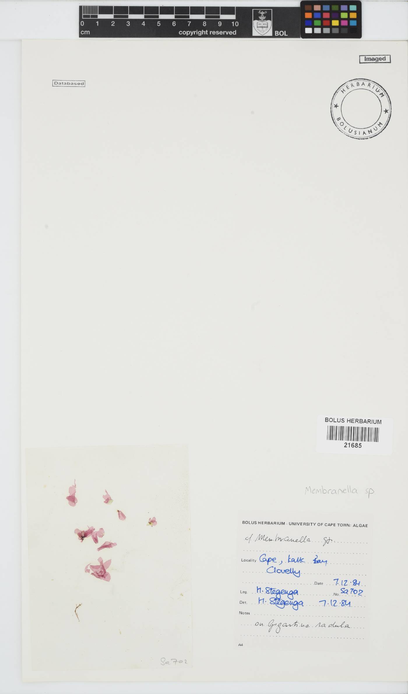 Membranella image