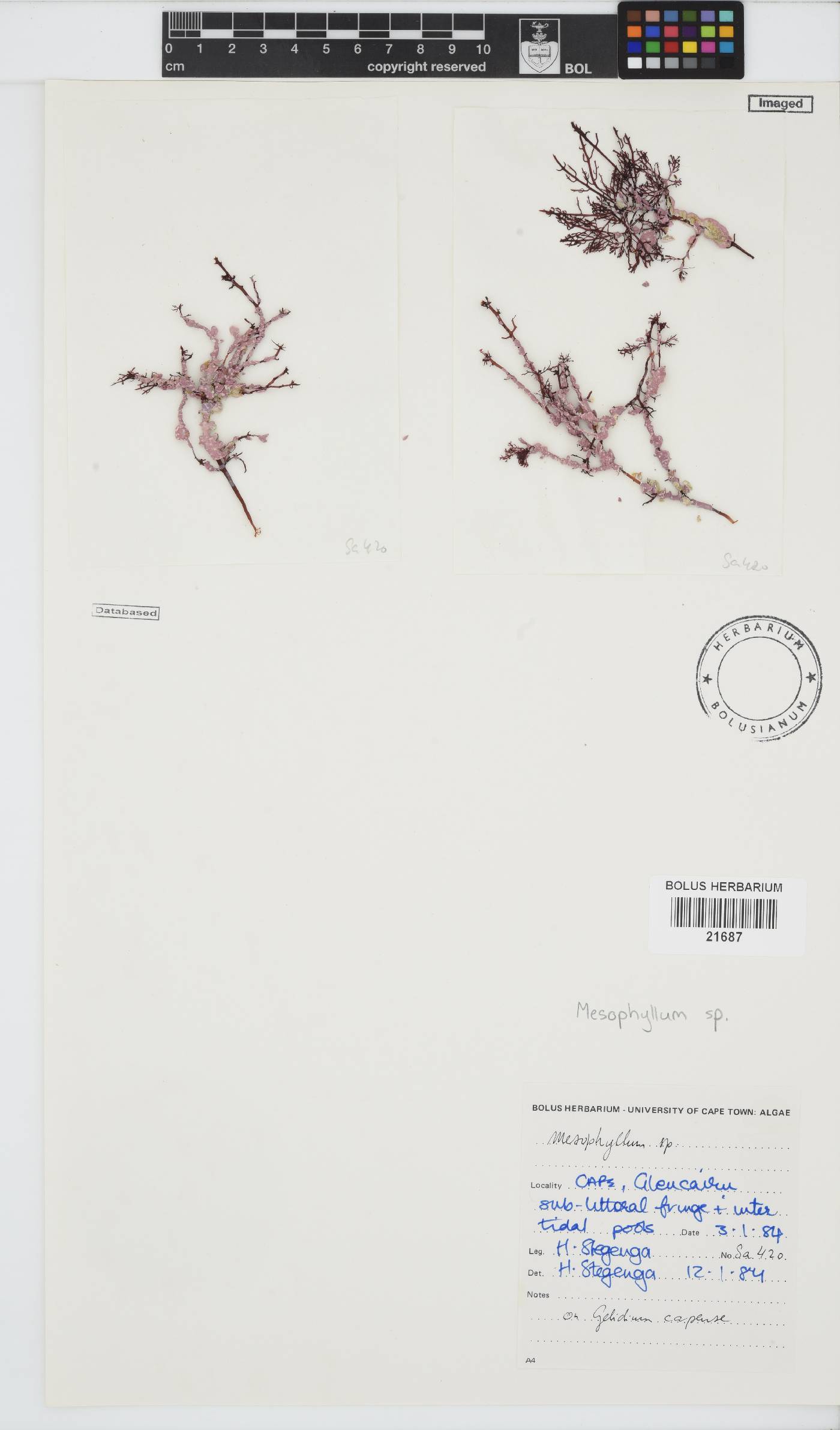 Mesophyllum image