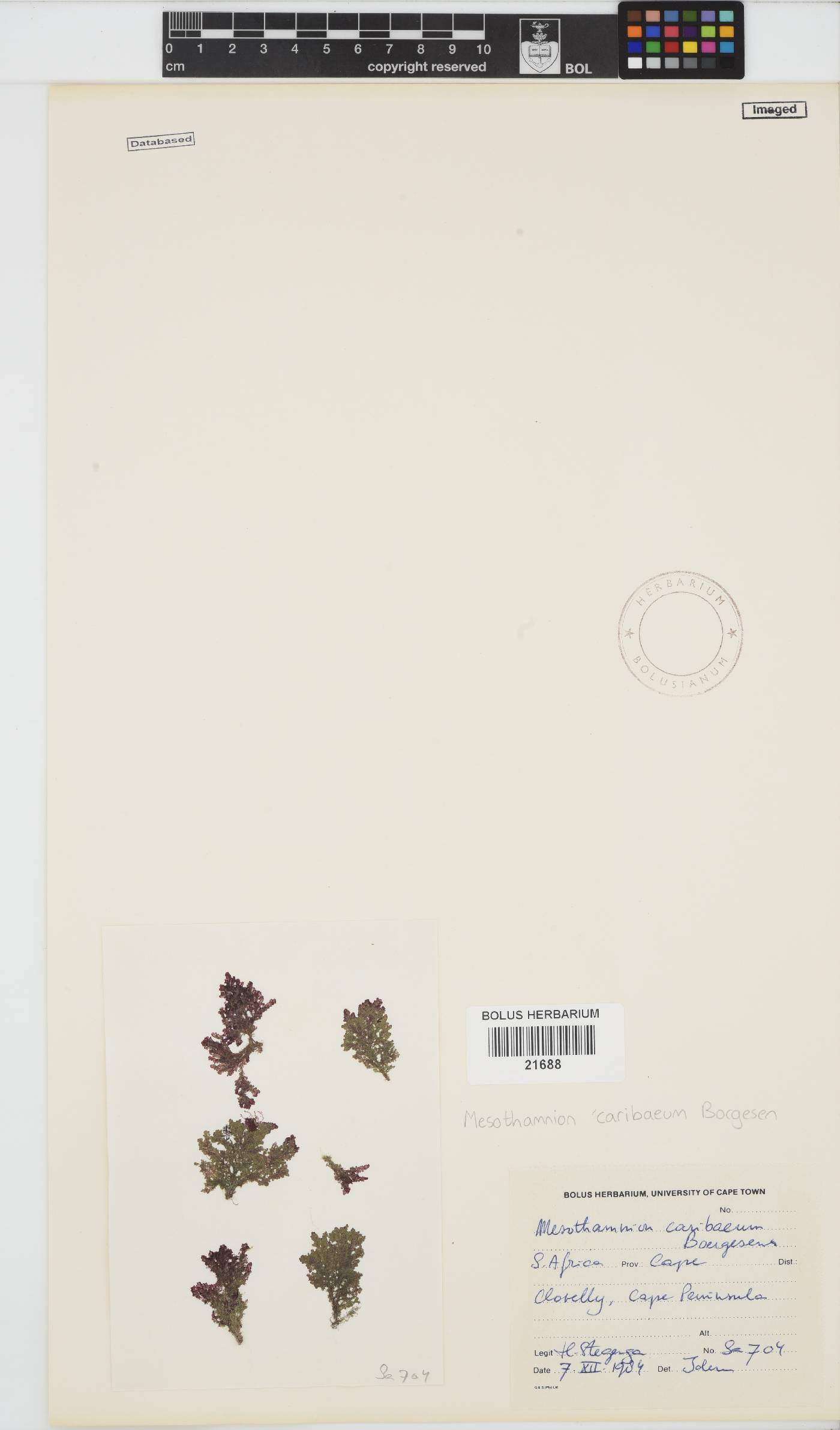 Spongoclonium caribaeum image