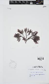 Metamastophora flabellata image