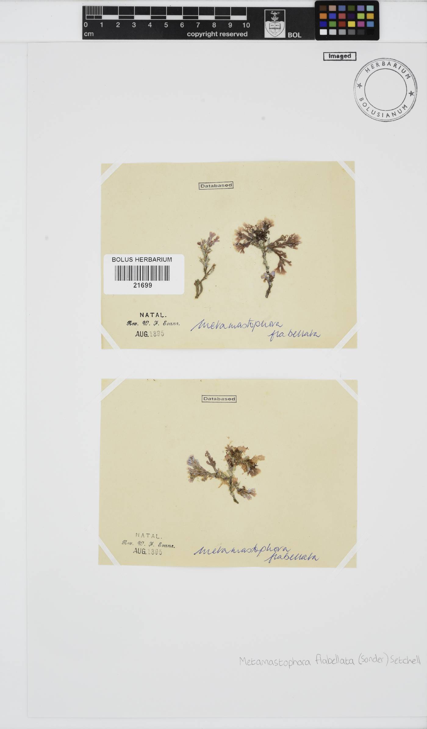Mastophoraceae image