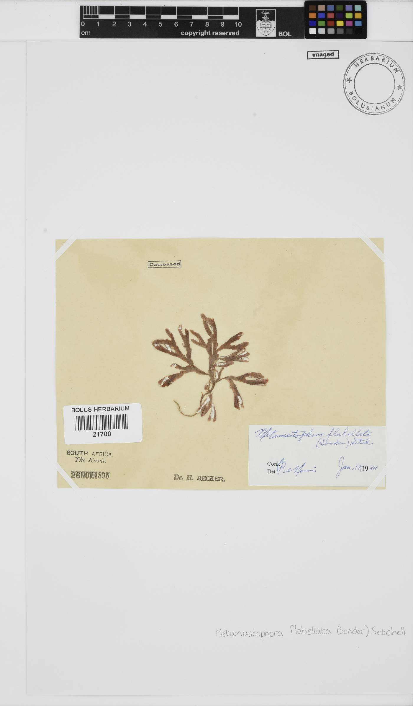 Metamastophora flabellata image