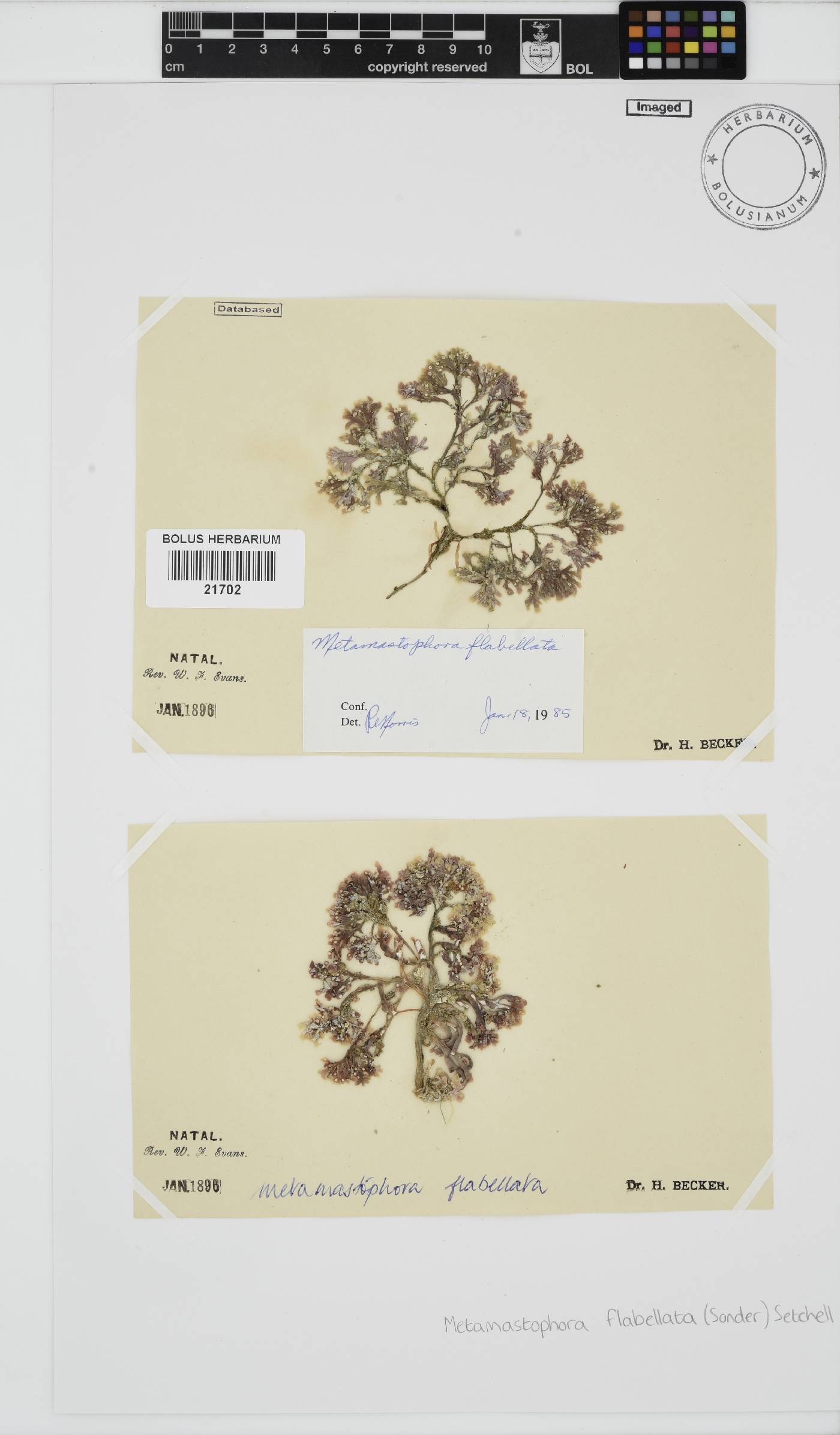 Metamastophora flabellata image