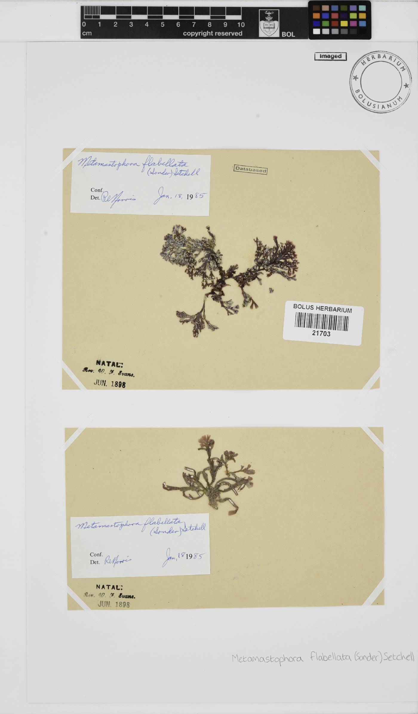 Metamastophora flabellata image