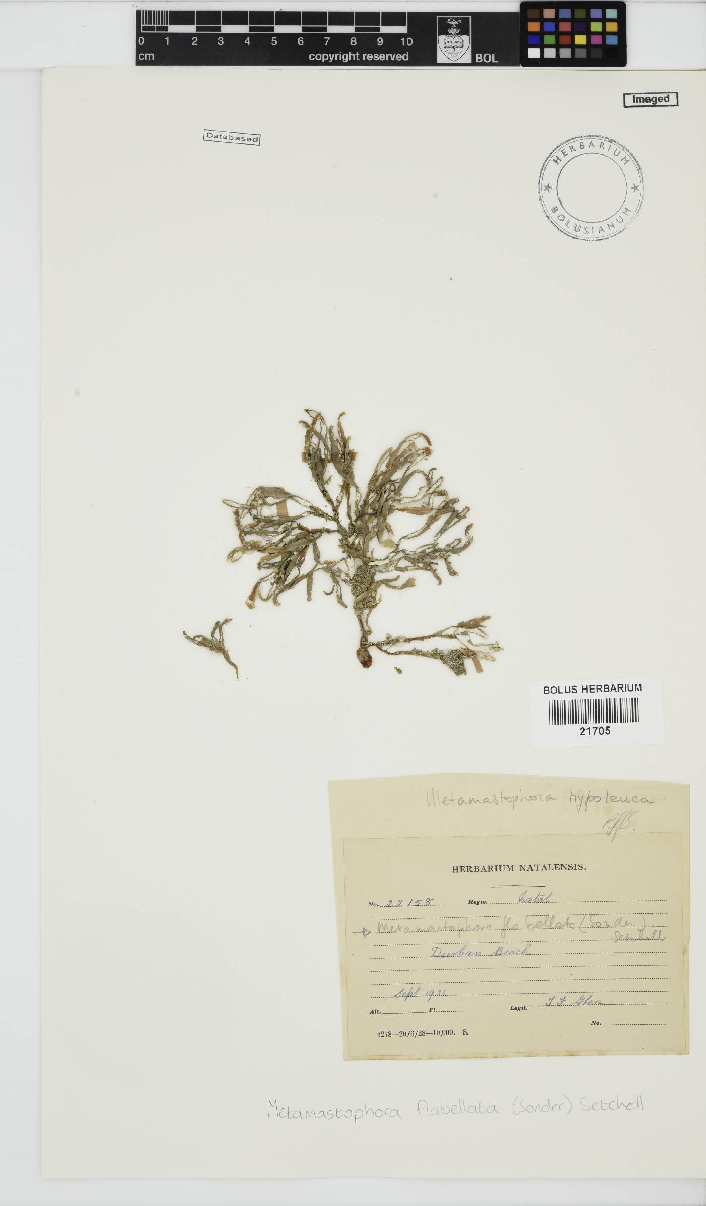 Metamastophora flabellata image