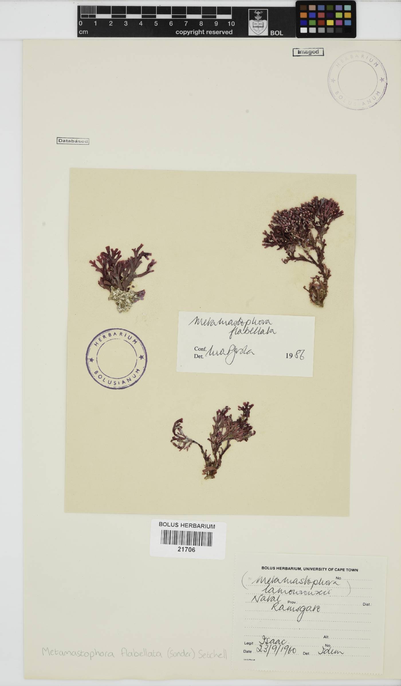 Metamastophora flabellata image