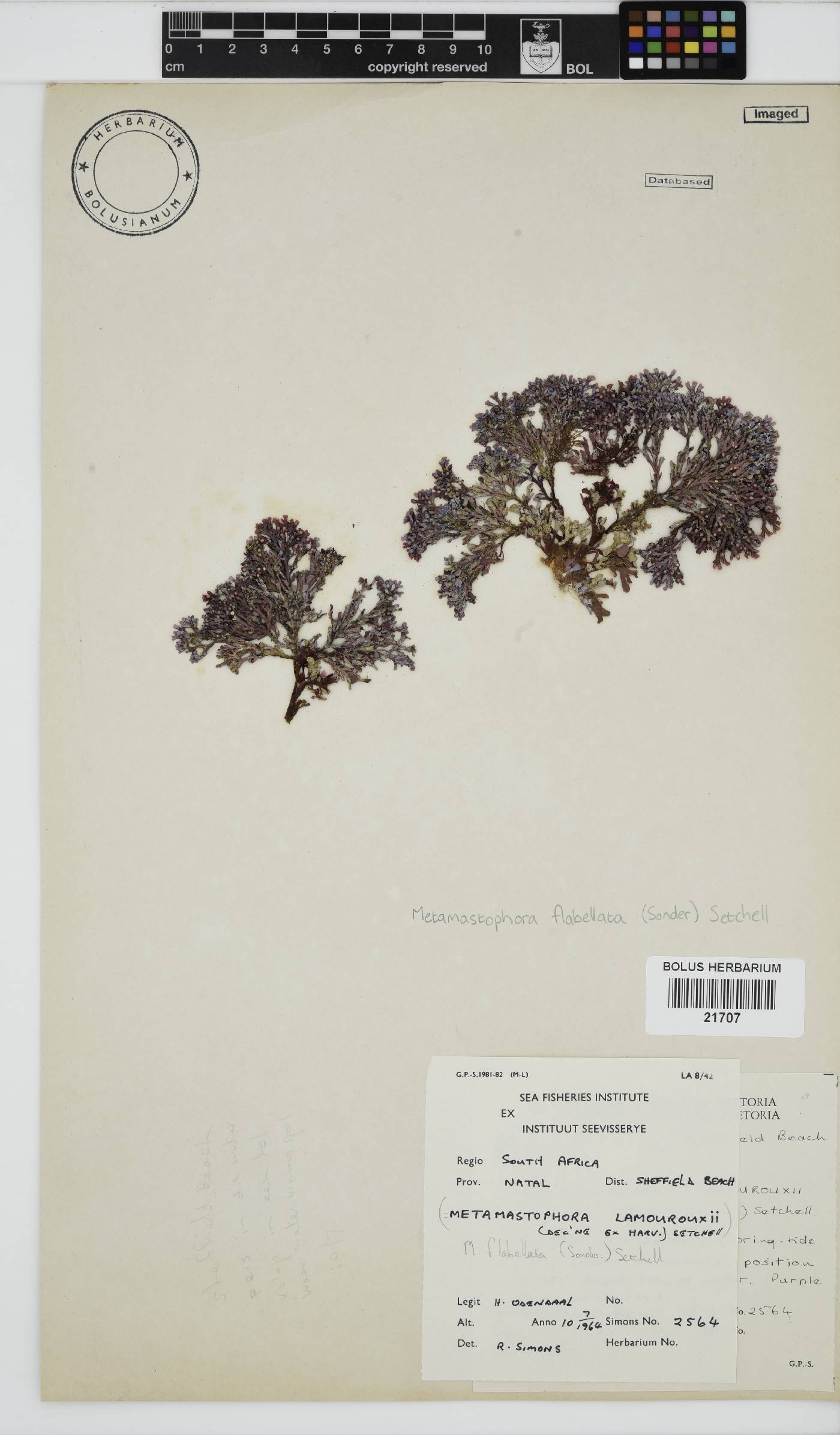 Metamastophora flabellata image