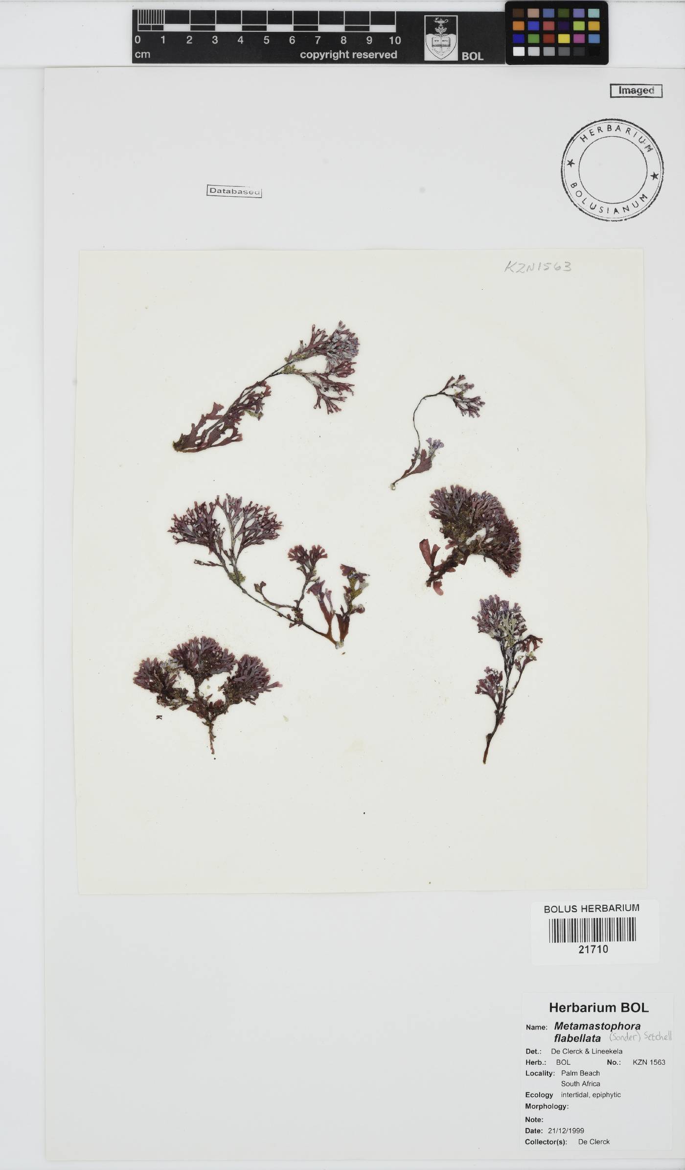Mastophoraceae image