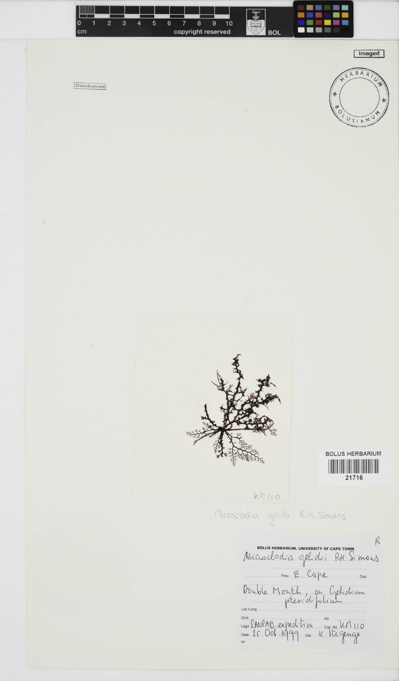 Microcladia gelidii image