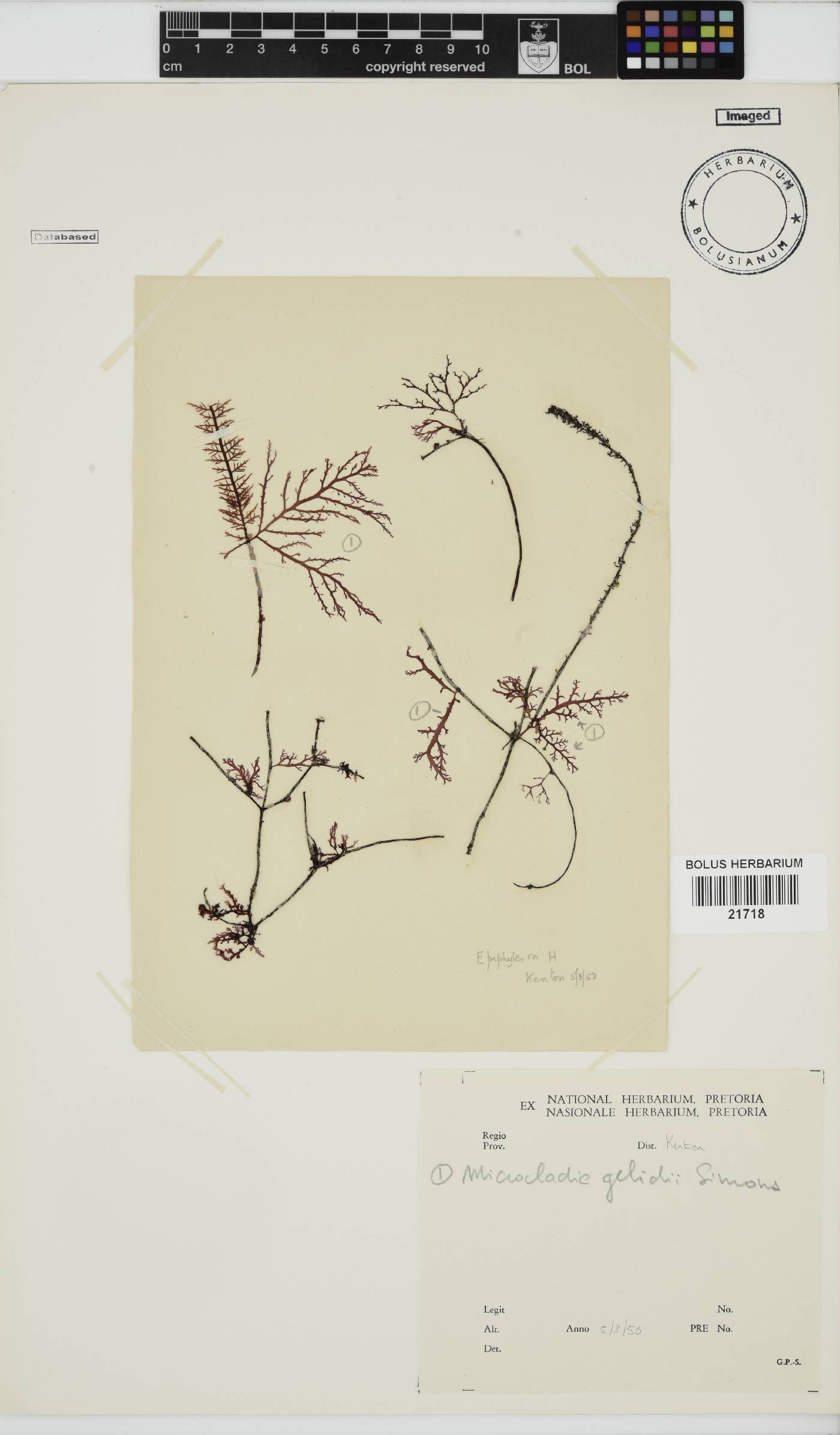Microcladia gelidii image