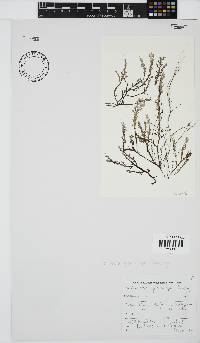 Image of Microcladia gloria-spei