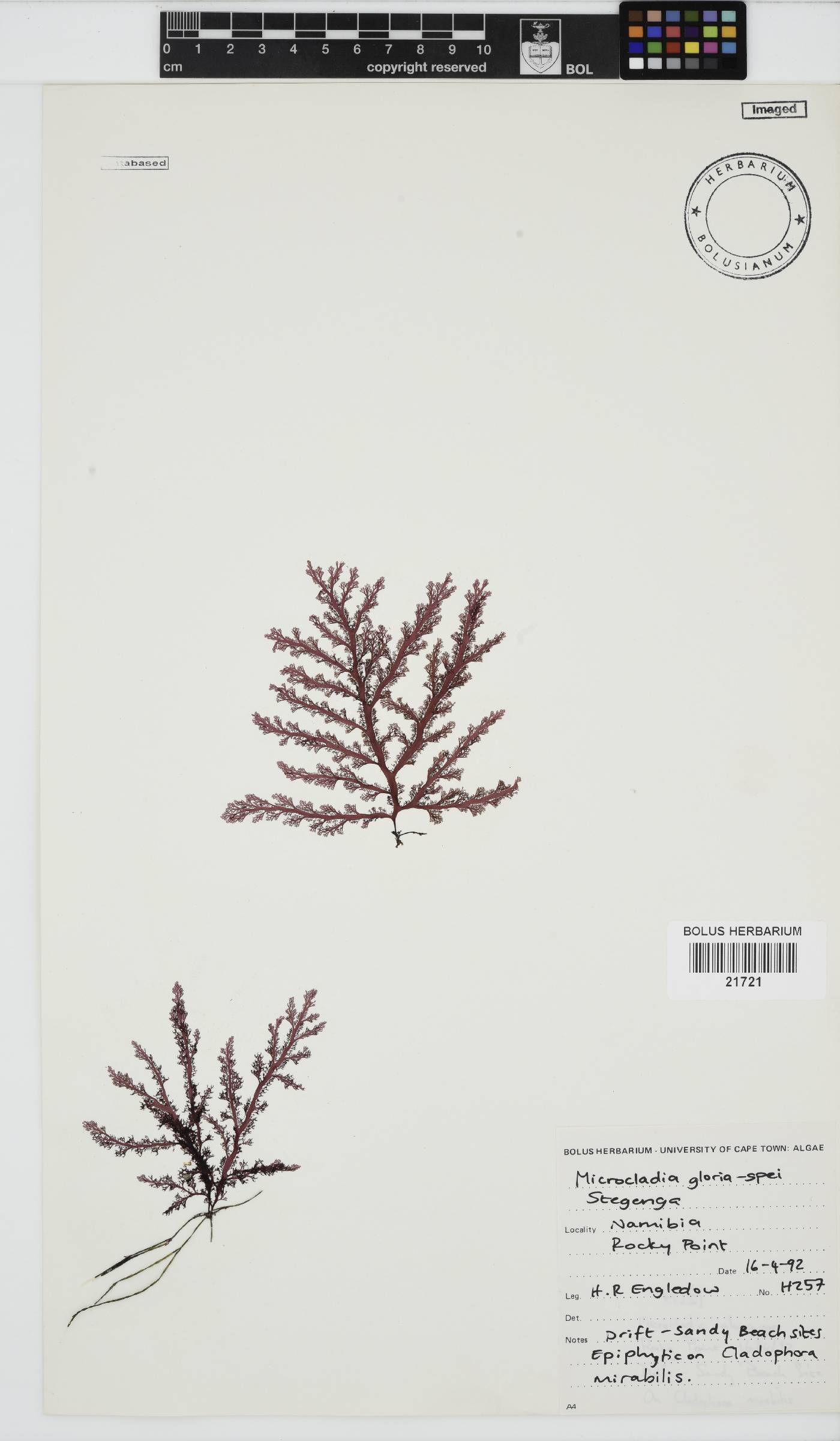 Microcladia image