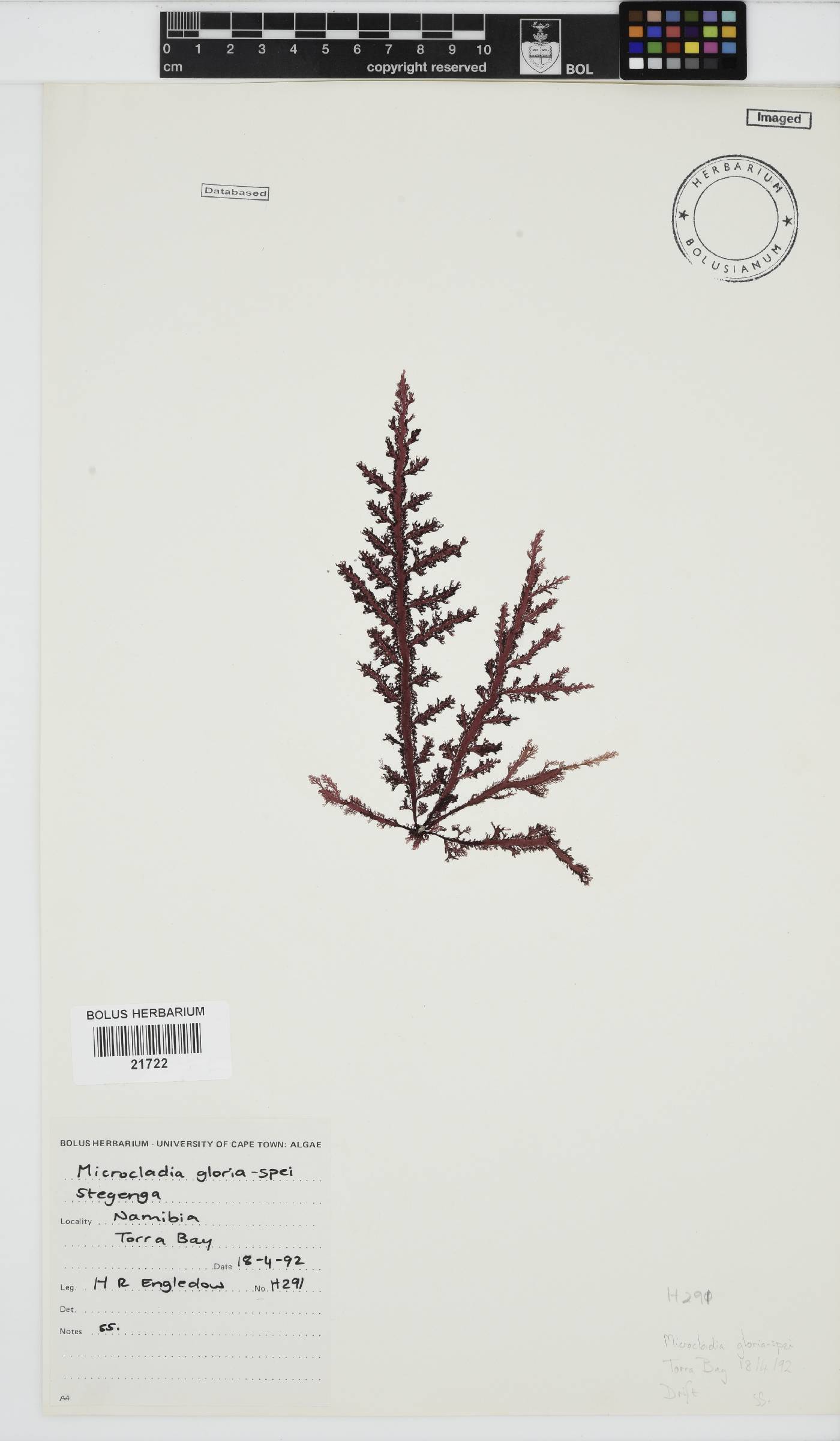 Microcladia gloria-spei image