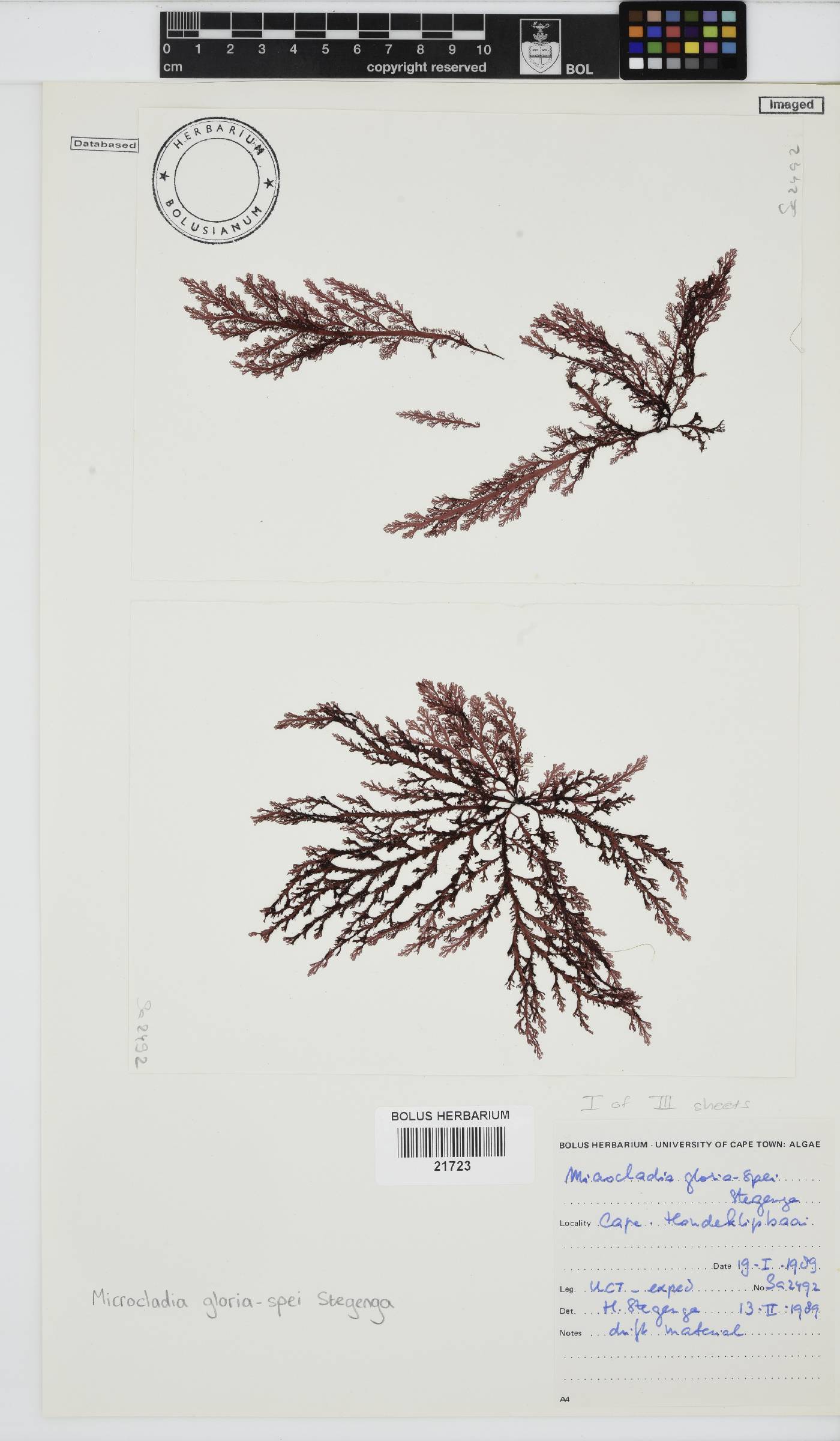 Microcladia gloria-spei image