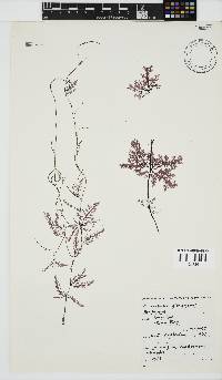 Microcladia gloria-spei image