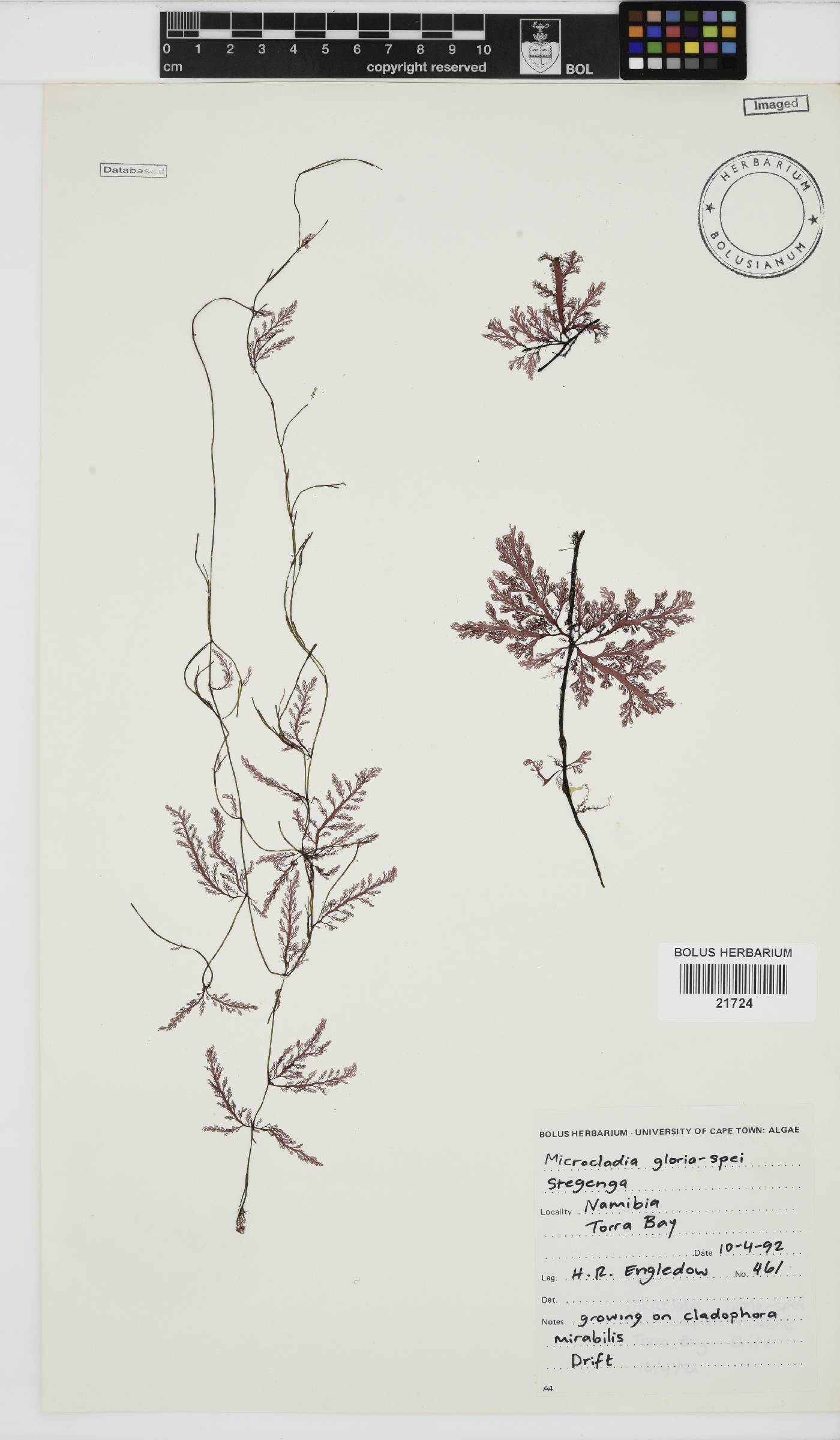 Microcladia image