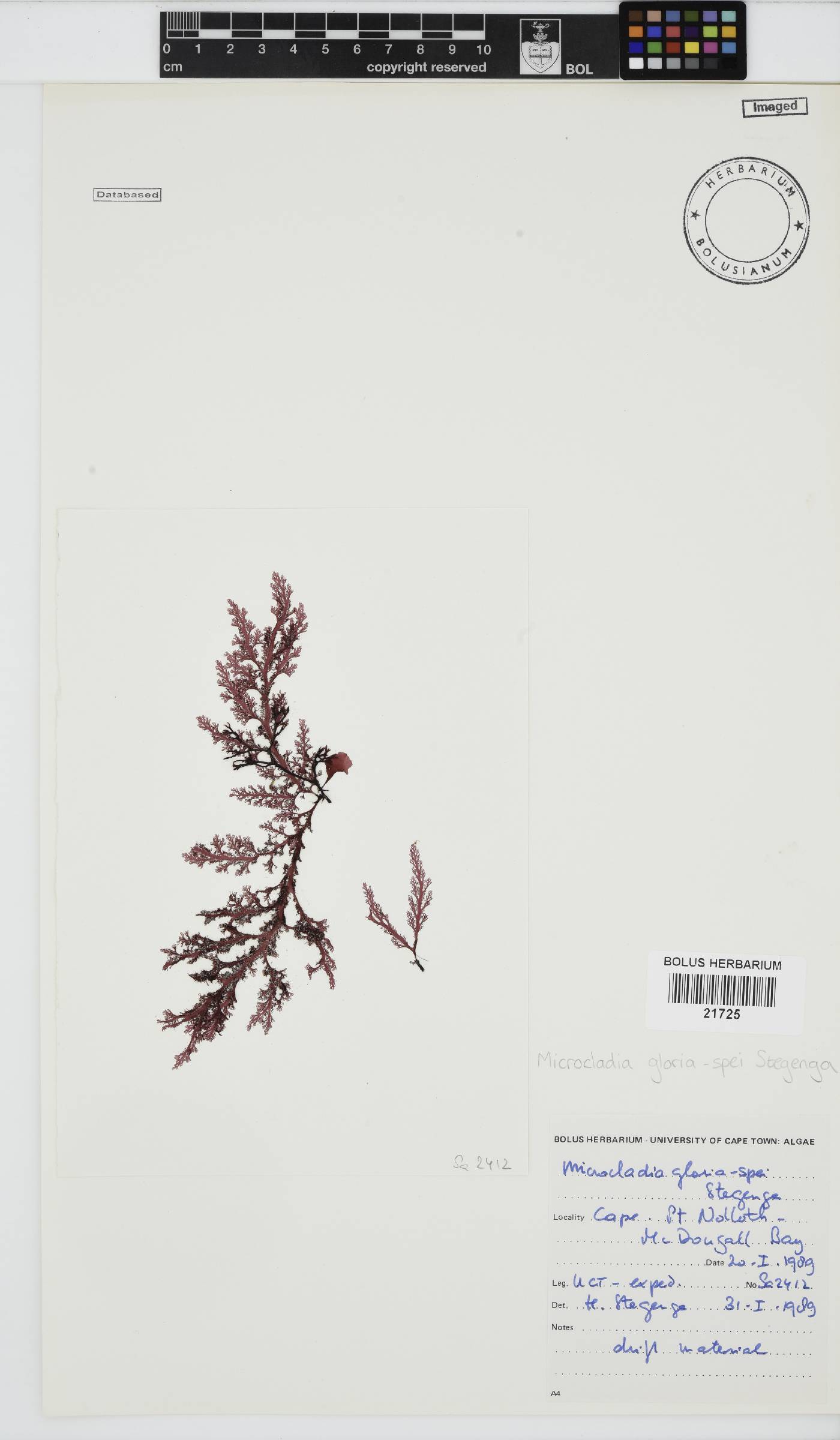 Microcladia gloria-spei image