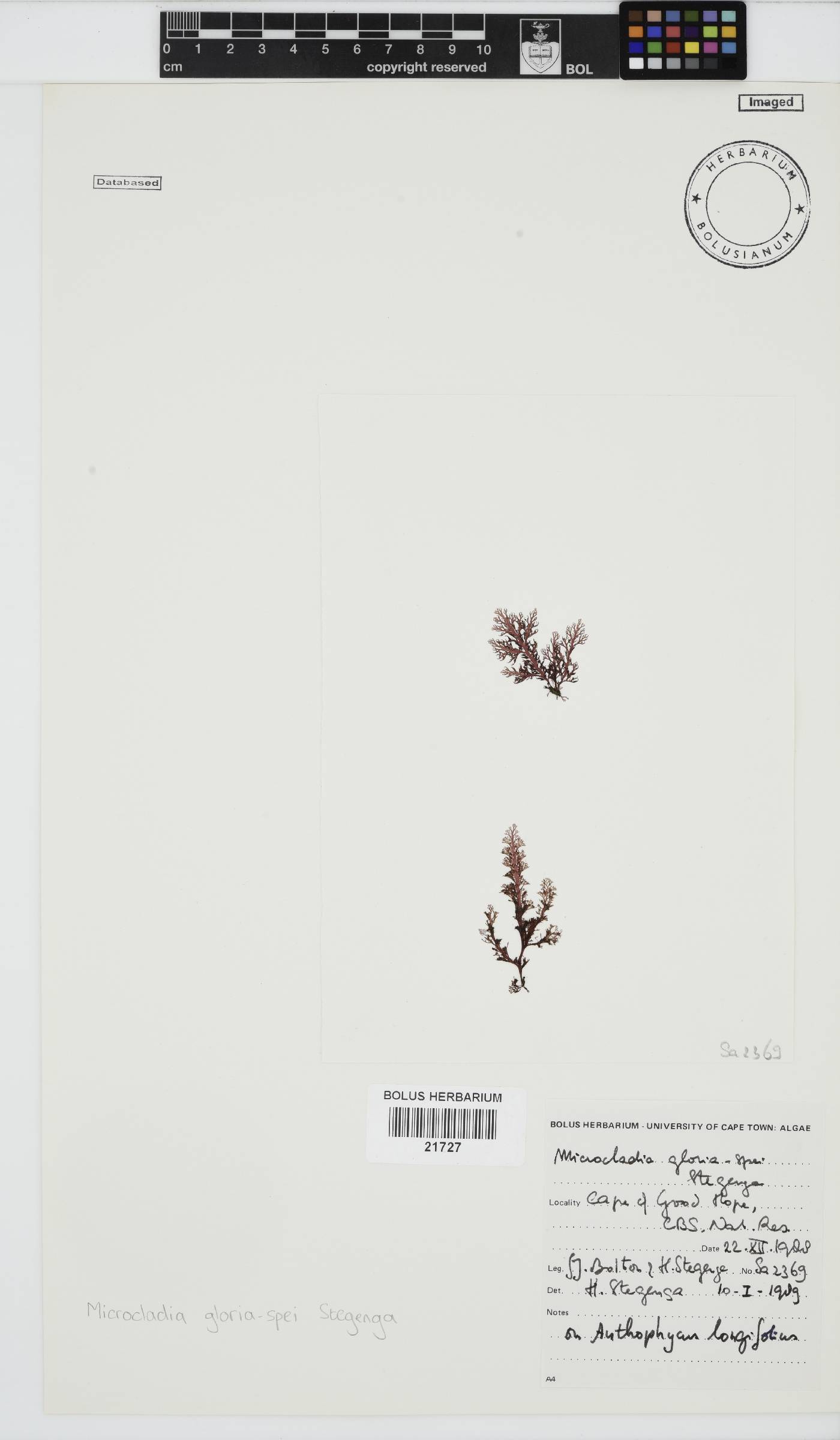 Microcladia gloria-spei image