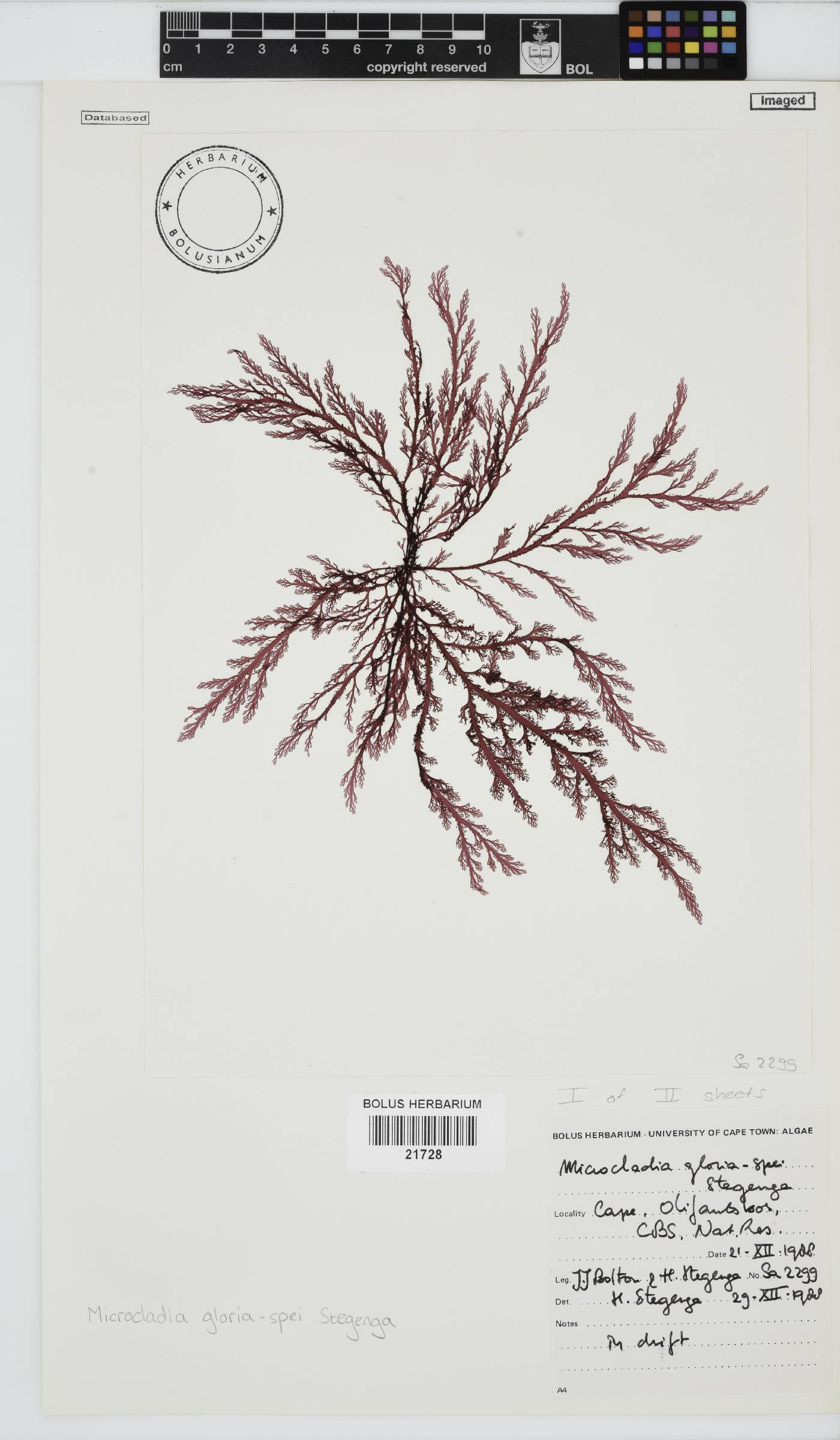 Microcladia gloria-spei image