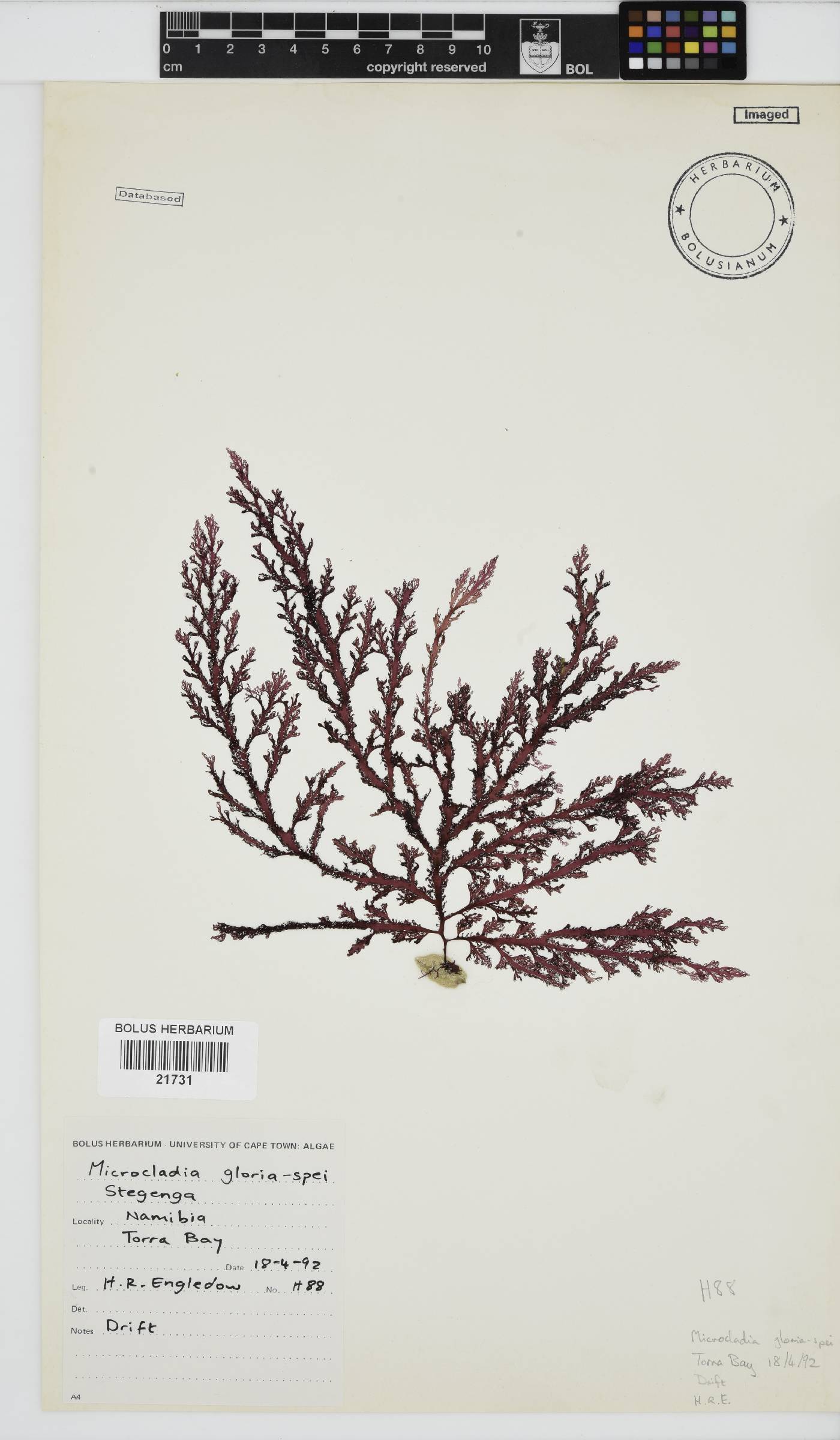 Microcladia gloria-spei image