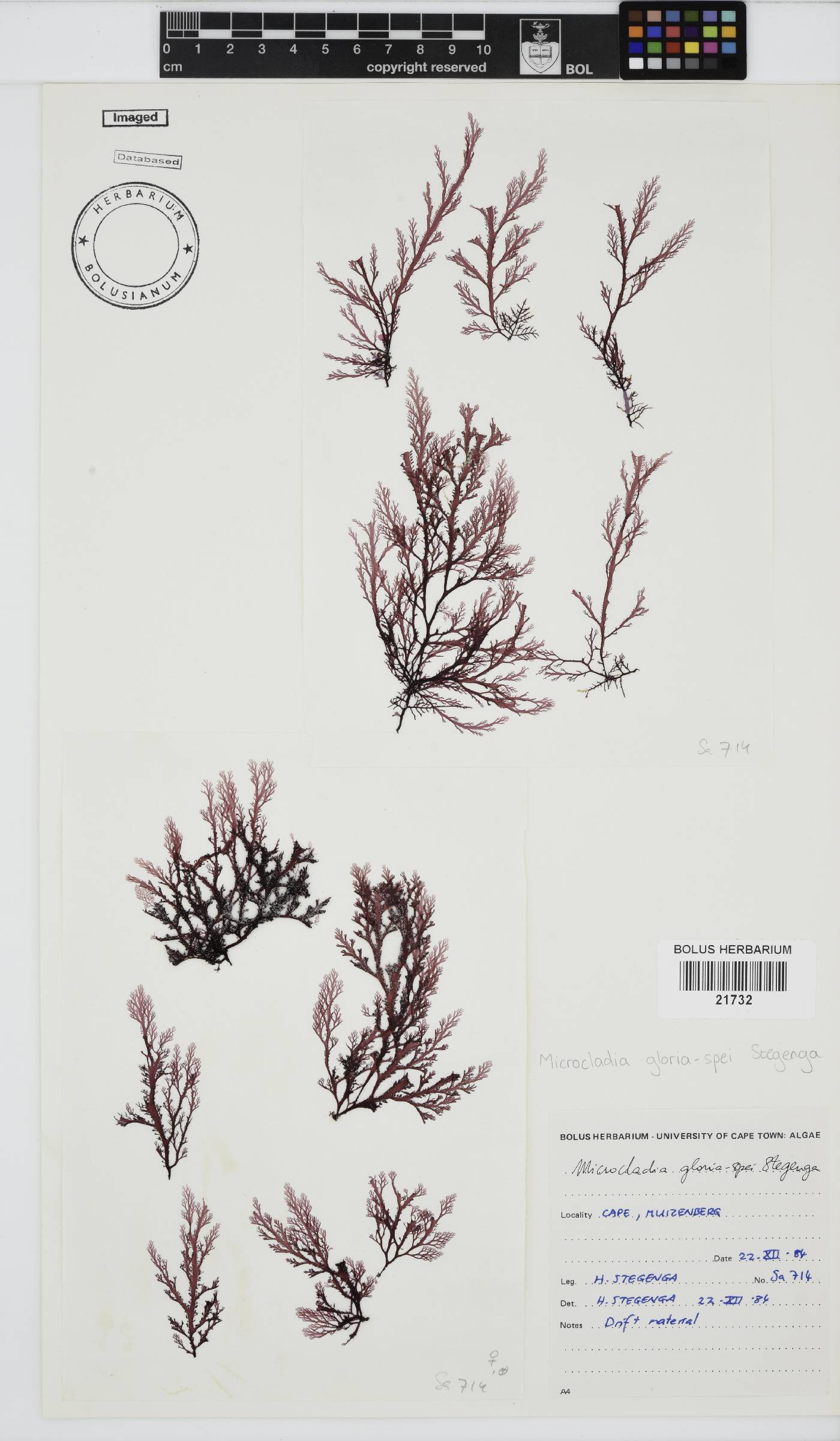 Microcladia image