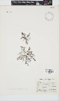 Laurencia natalensis image