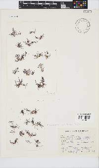 Laurencia natalensis image