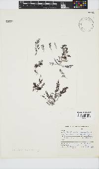 Laurencia natalensis image