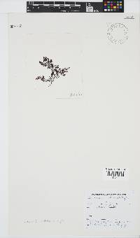 Laurencia natalensis image