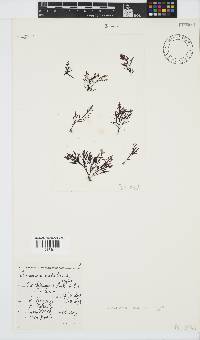 Laurencia natalensis image