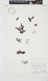 Laurencia natalensis image