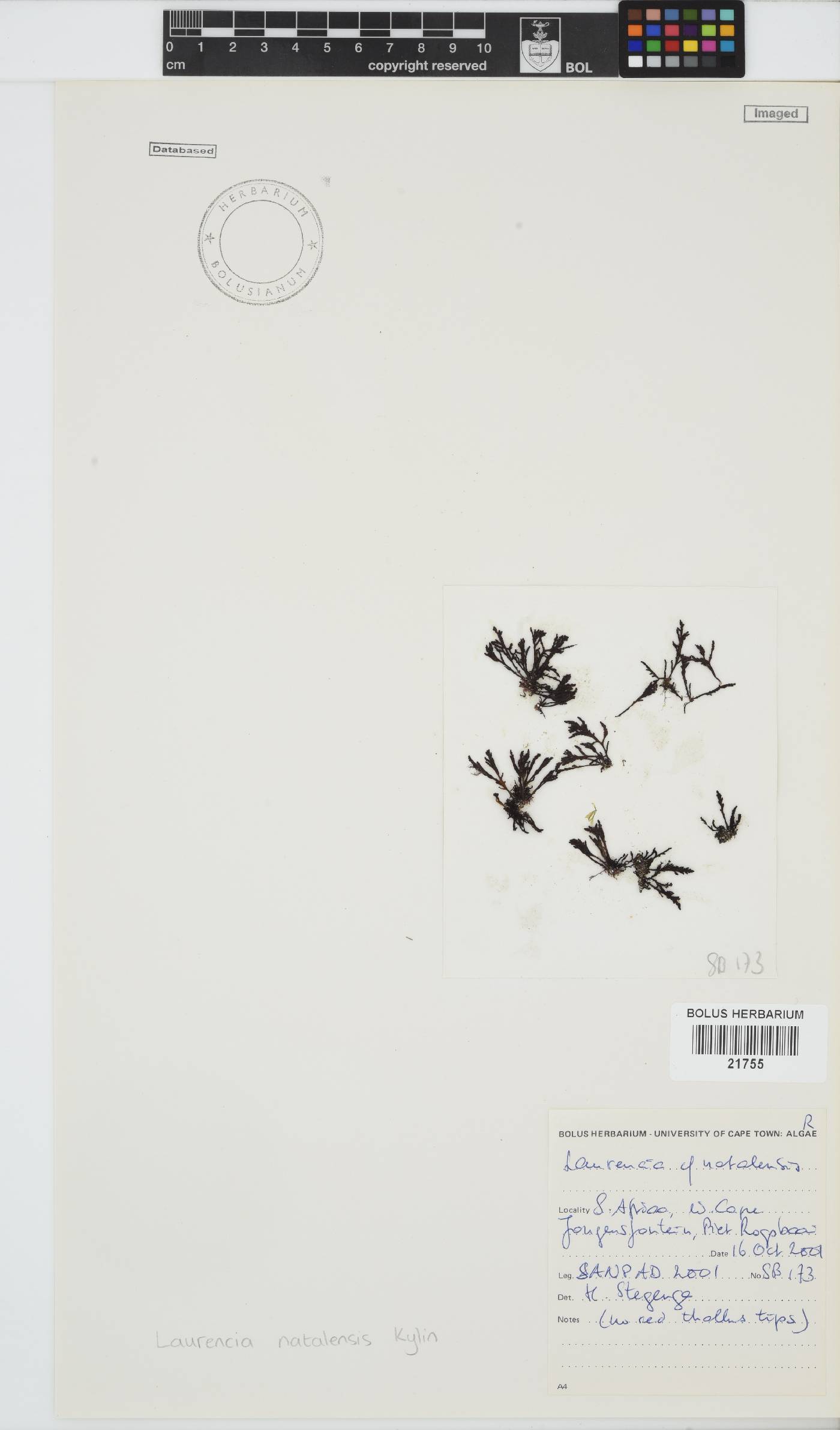 Laurencia natalensis image