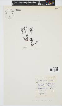 Laurencia natalensis image