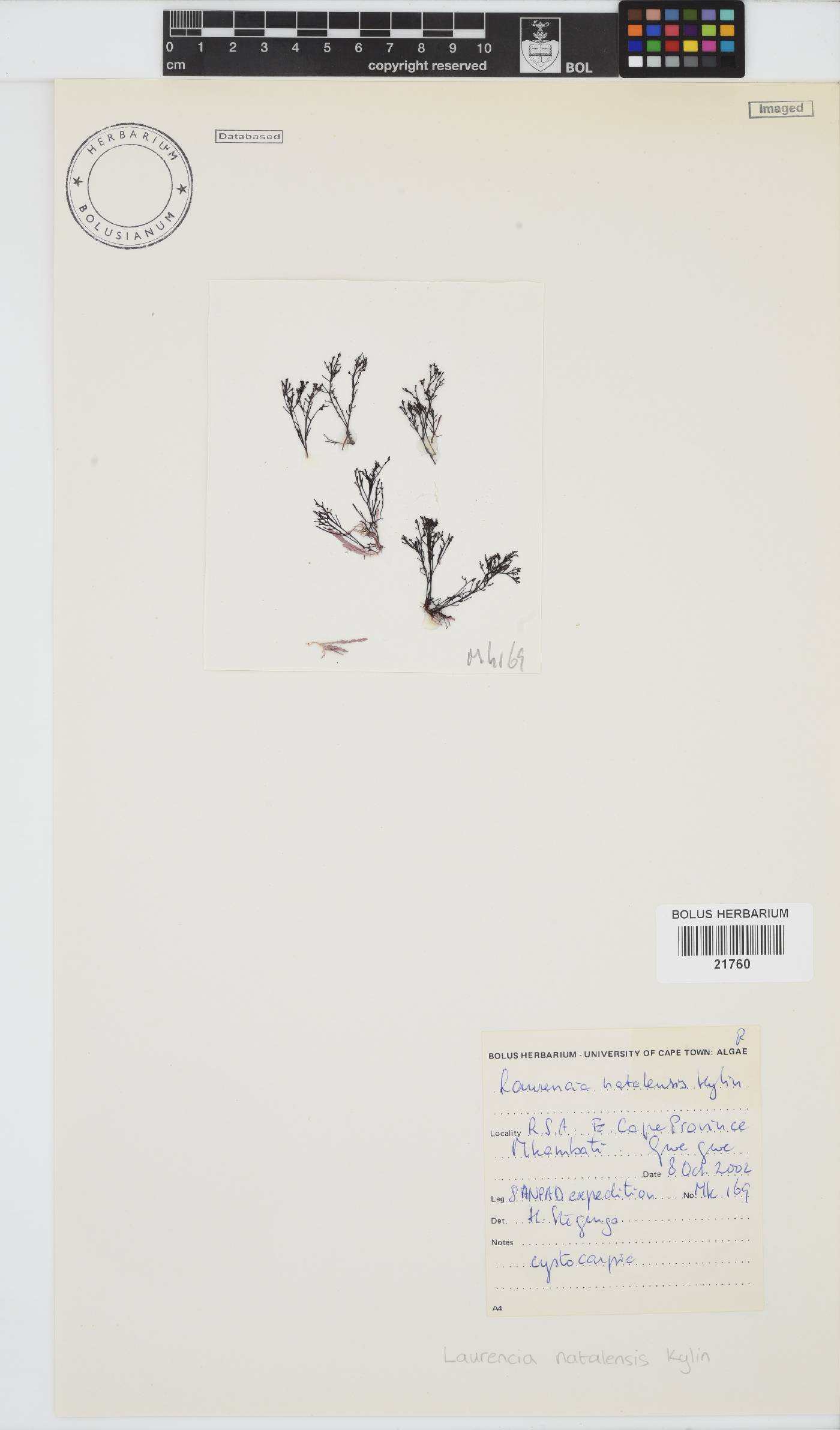 Laurencia natalensis image