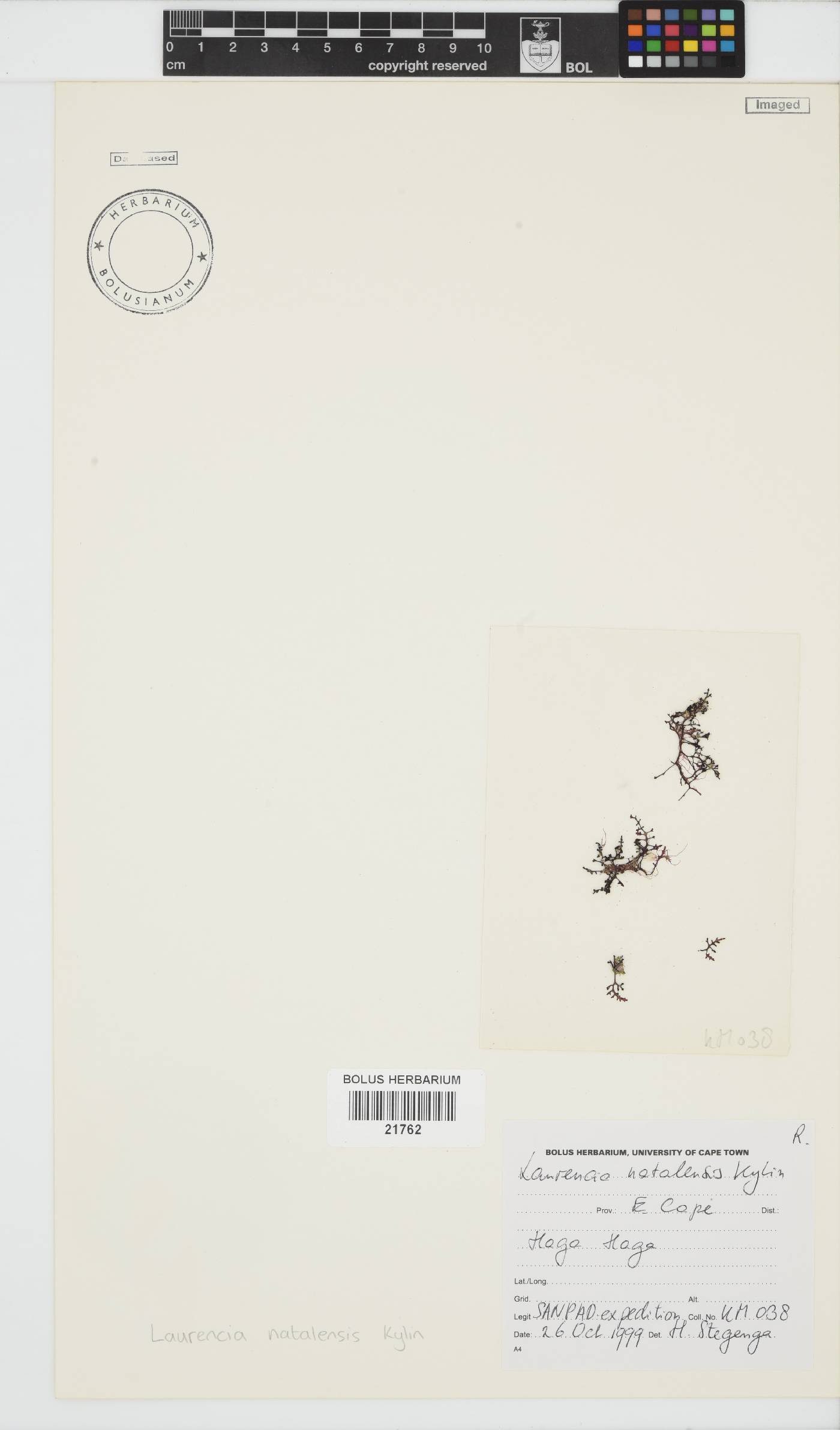 Laurencia natalensis image