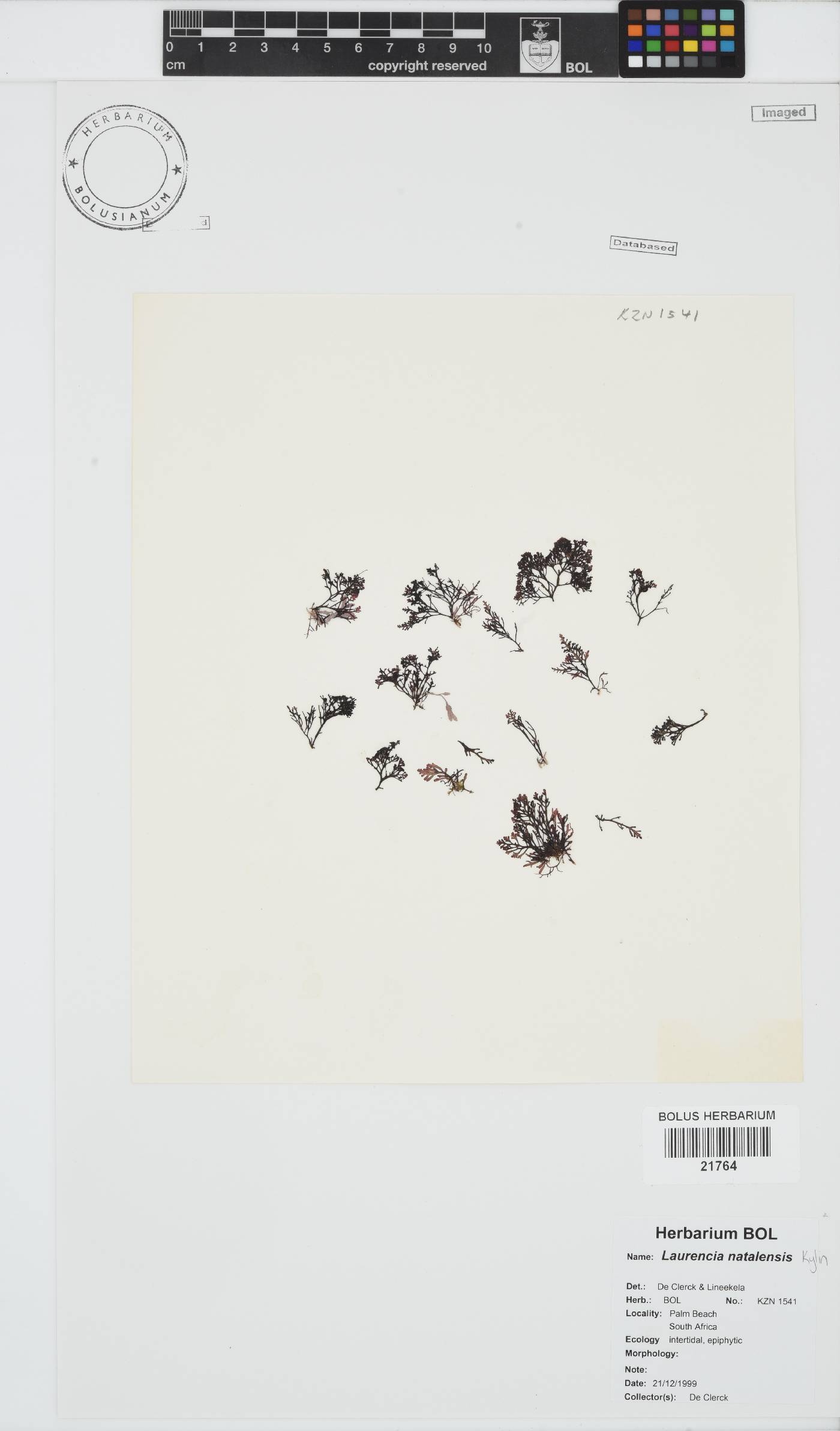 Laurencia natalensis image