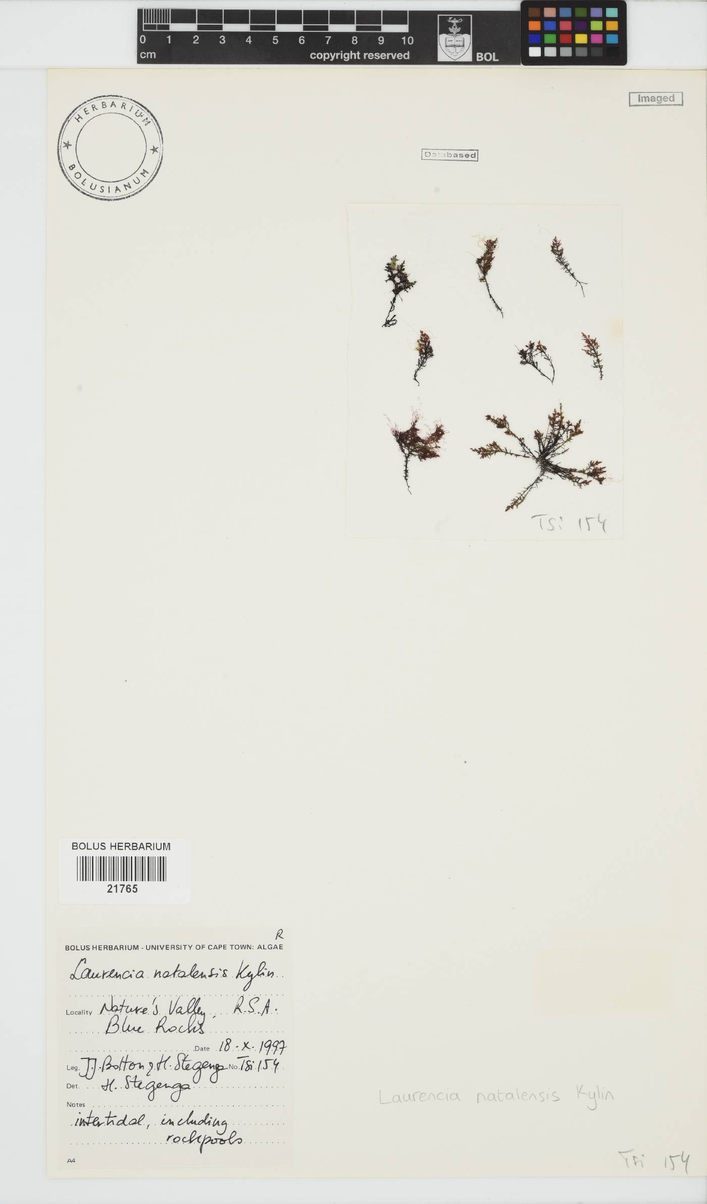 Laurencia natalensis image