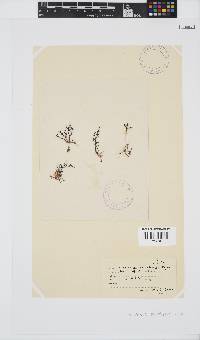 Laurencia natalensis image