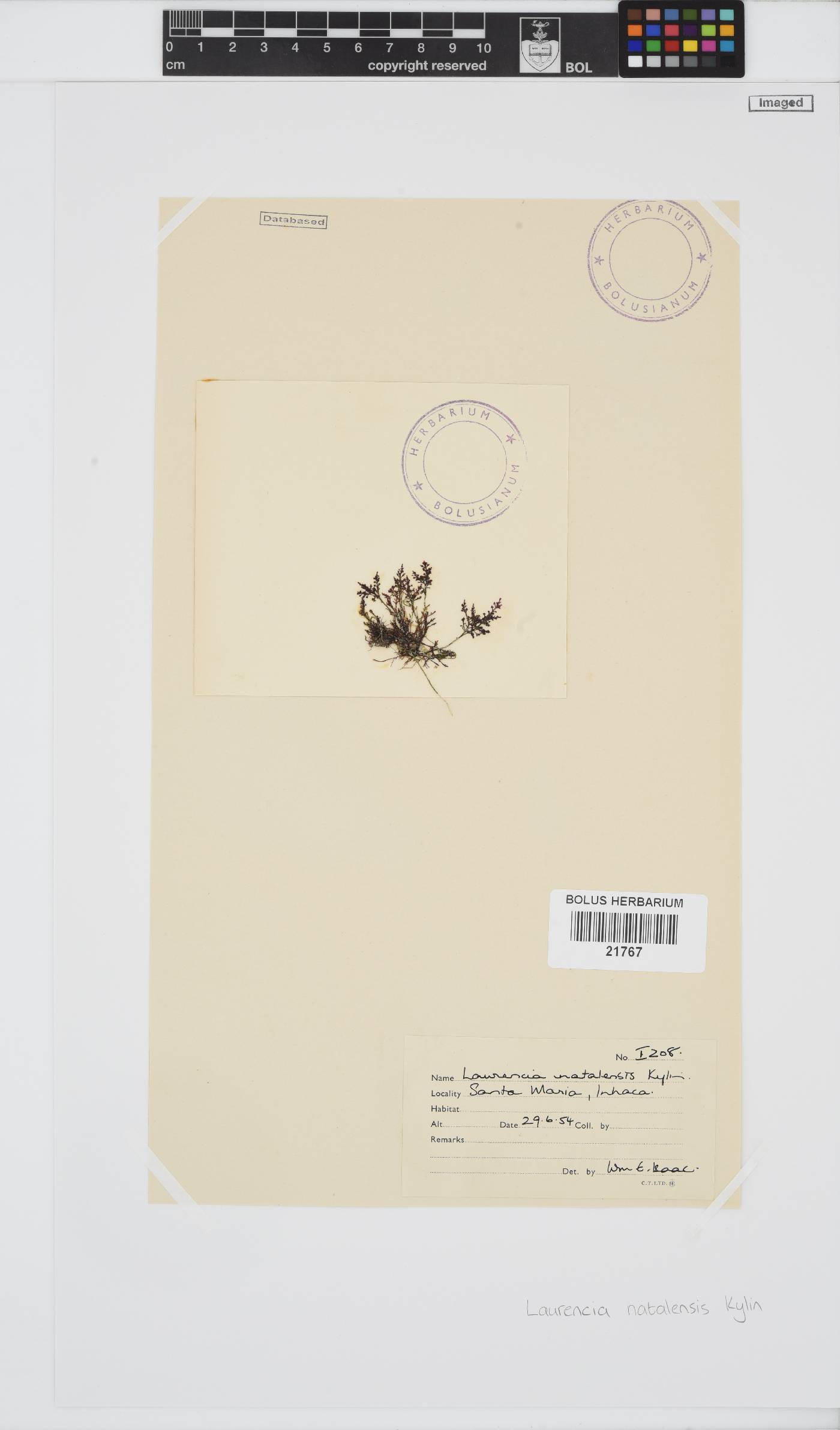 Laurencia natalensis image