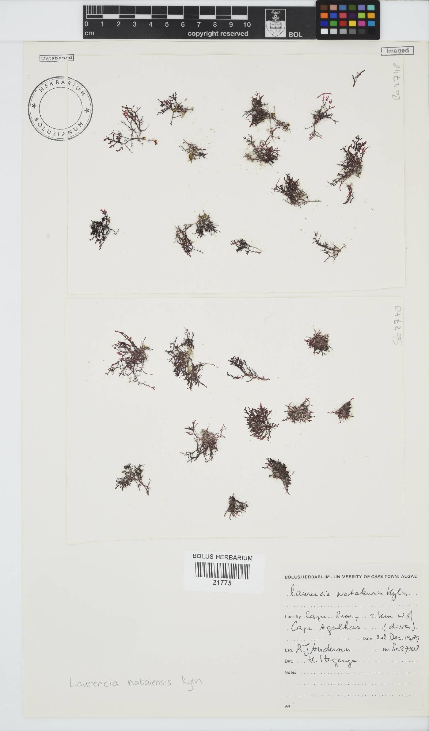 Laurencia natalensis image