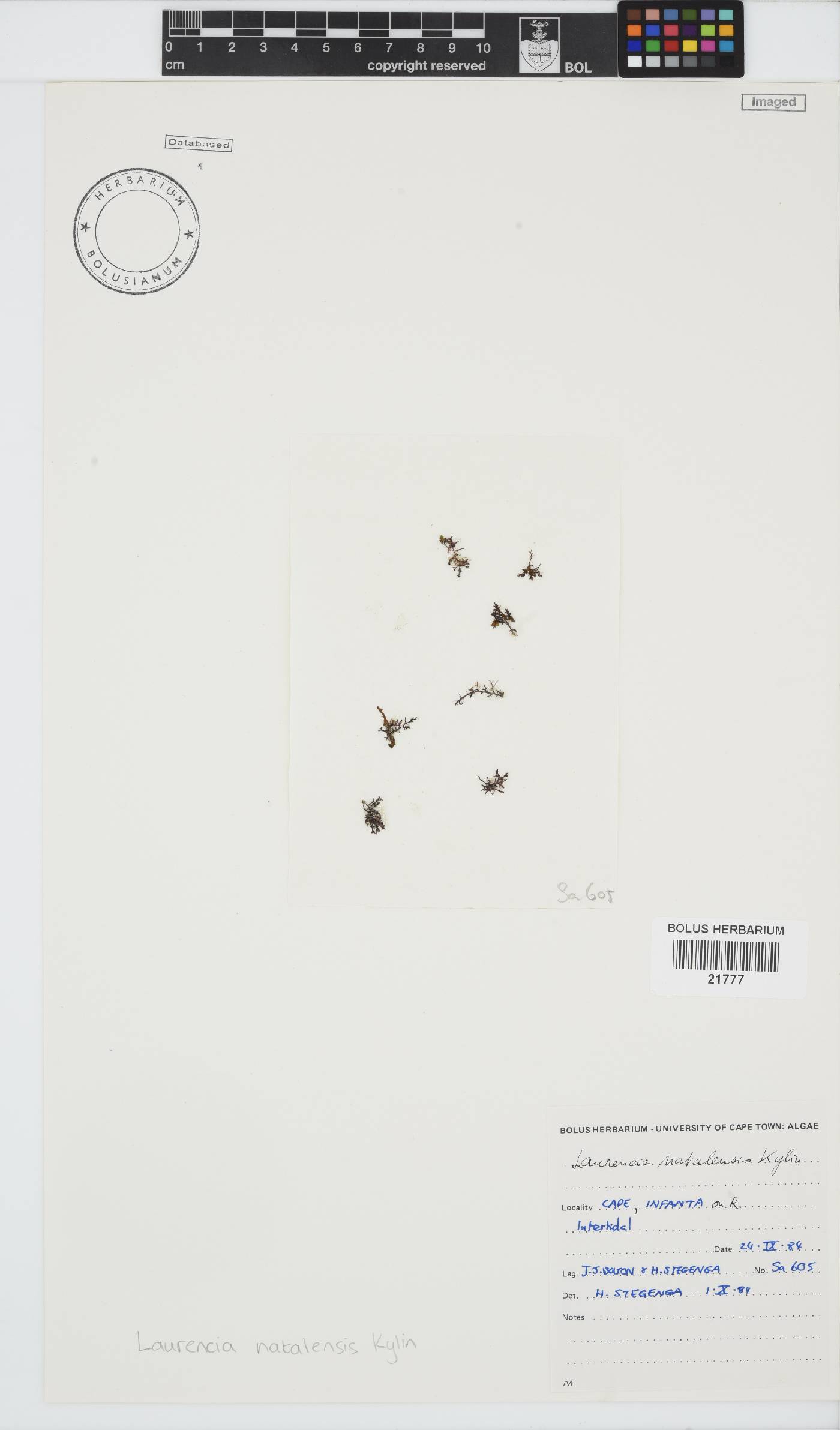 Laurencia natalensis image