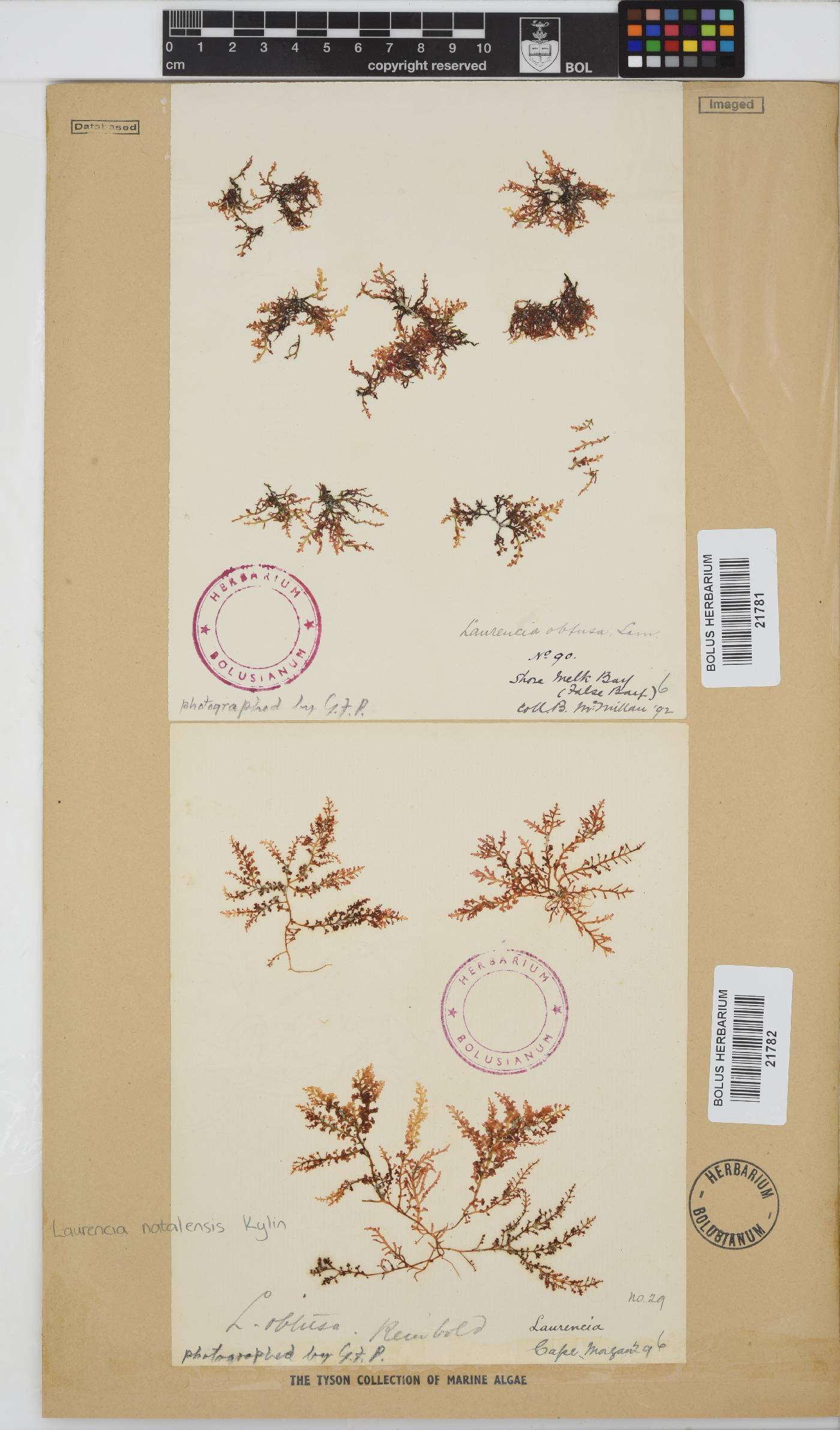 Laurencia obtusa image