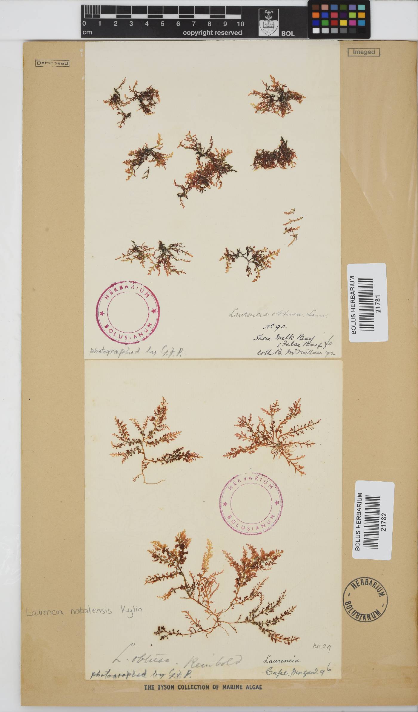 Laurencia natalensis image