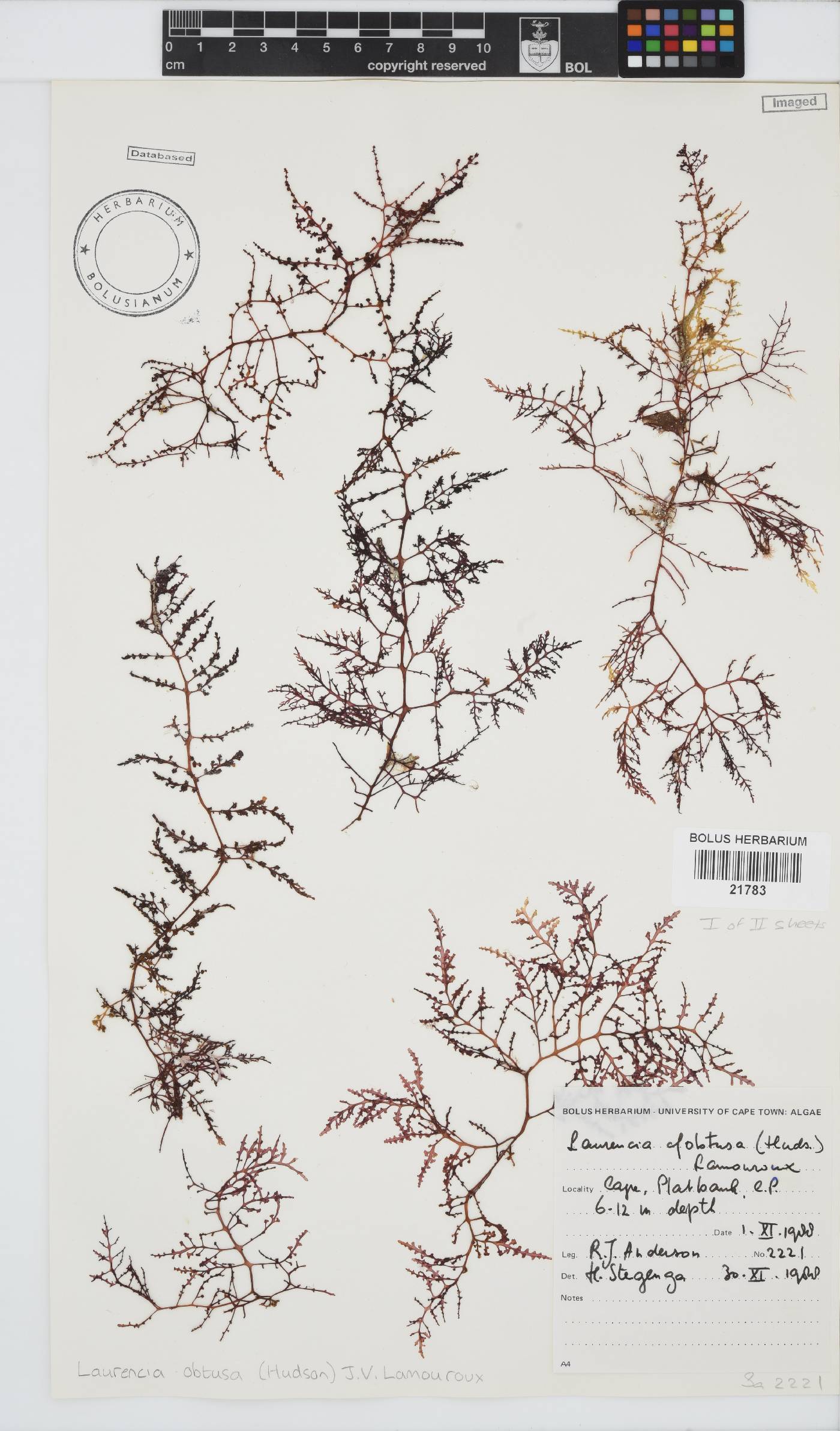 Laurencia obtusa image