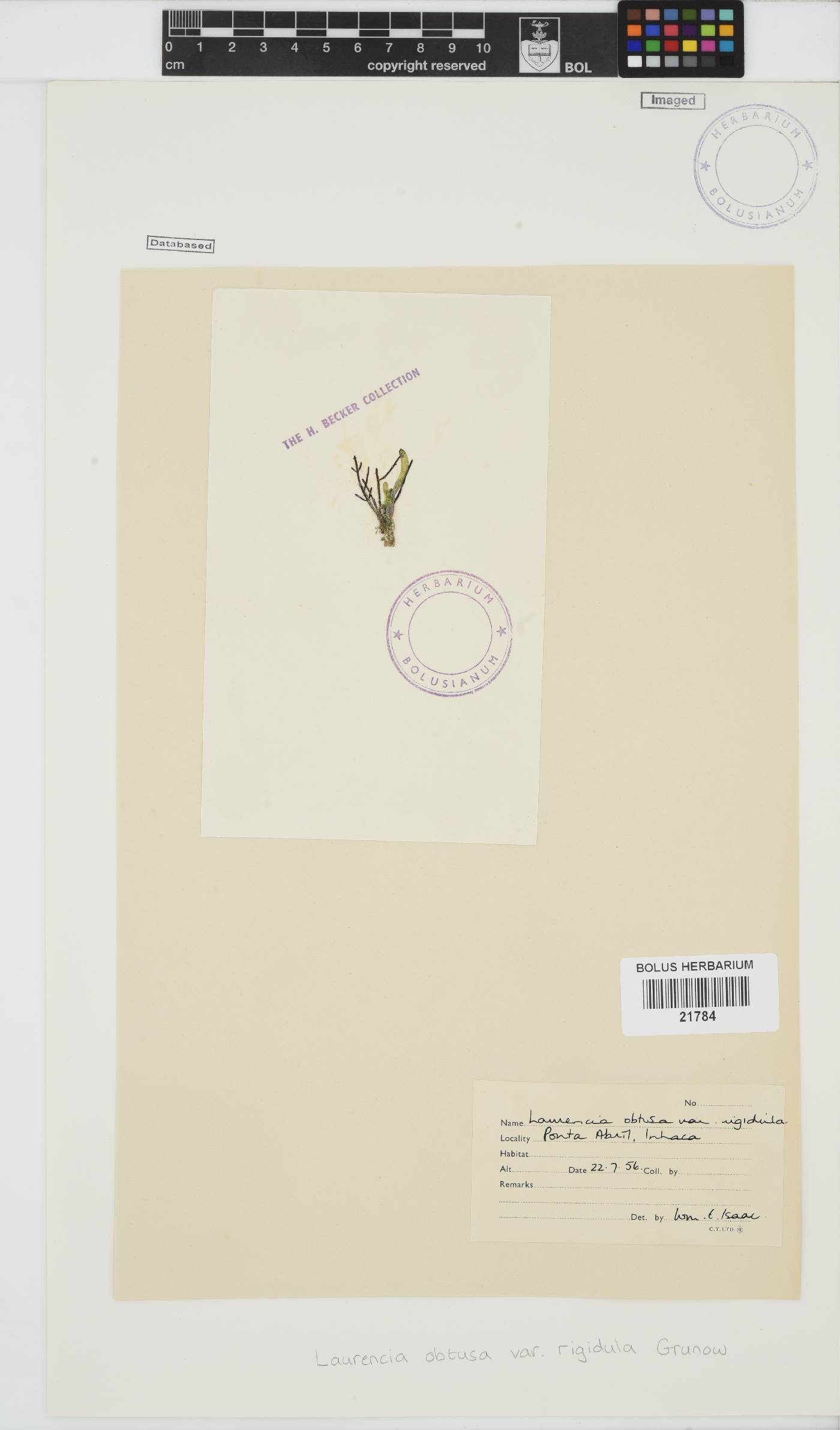 Laurencia obtusa var. rigidula image