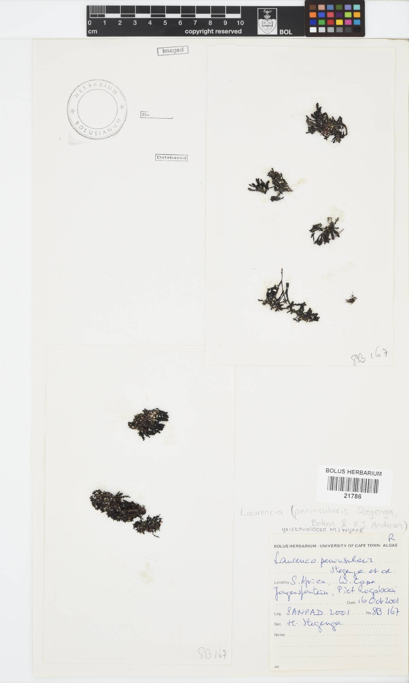 Laurencia griseaviolacea image