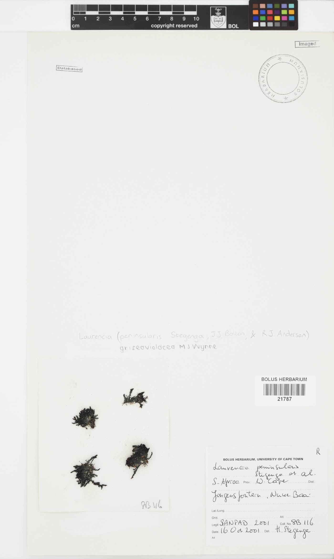 Laurencia griseaviolacea image