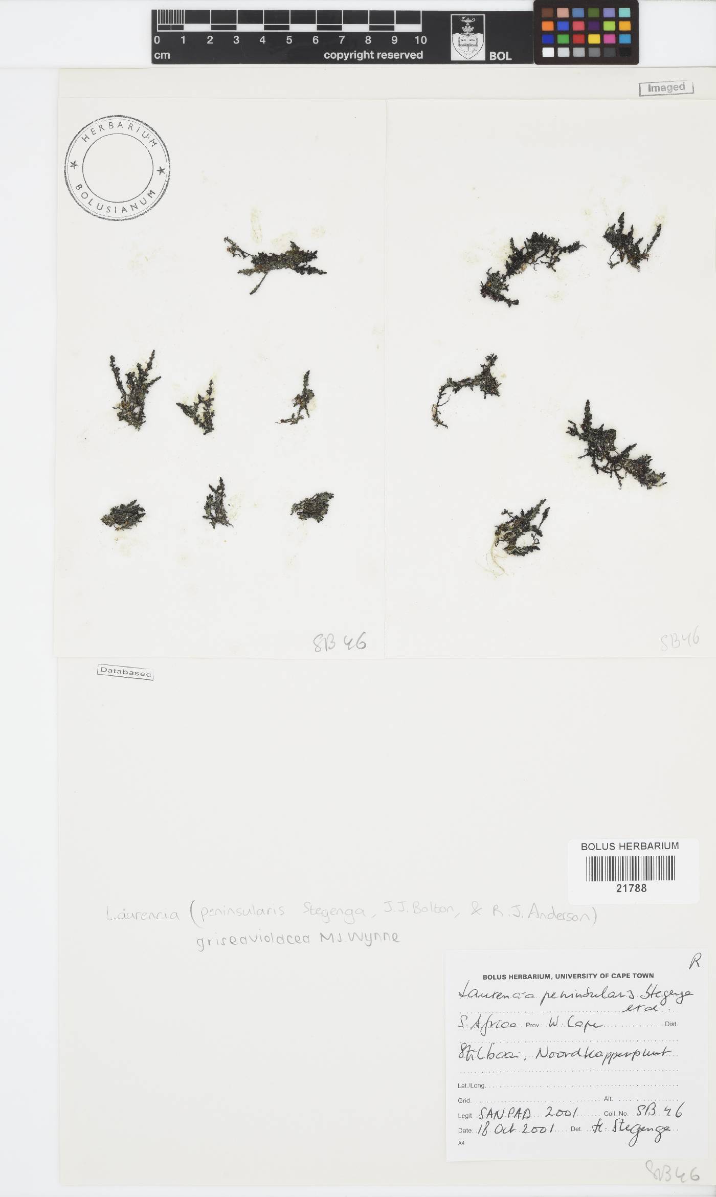 Laurencia griseaviolacea image