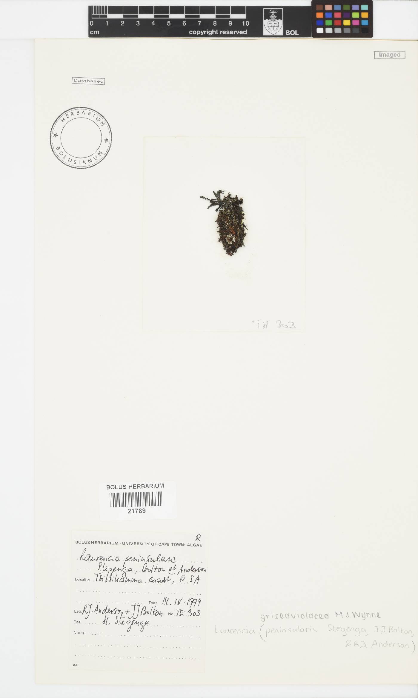 Laurencia griseaviolacea image