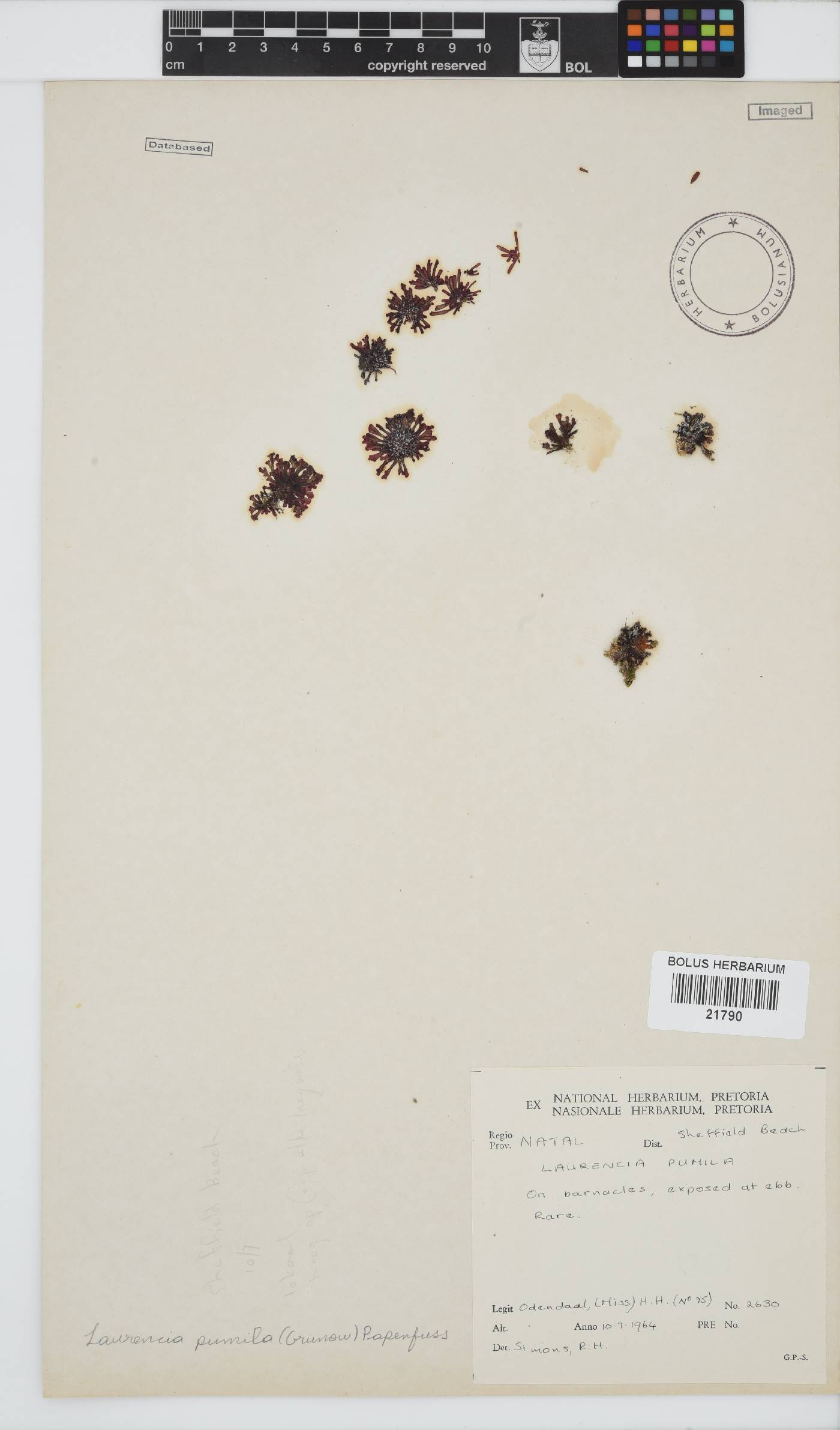Laurencia pumila image